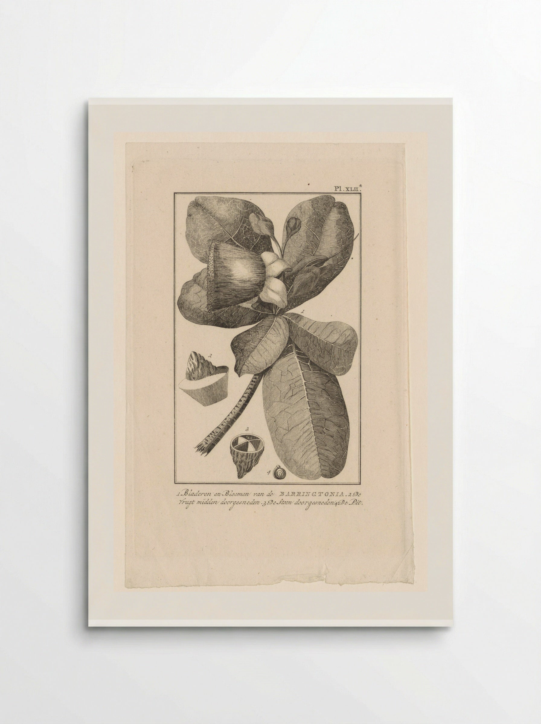 Barringtonia met vrucht (Botanical Study) - Solis Prints - Poster
