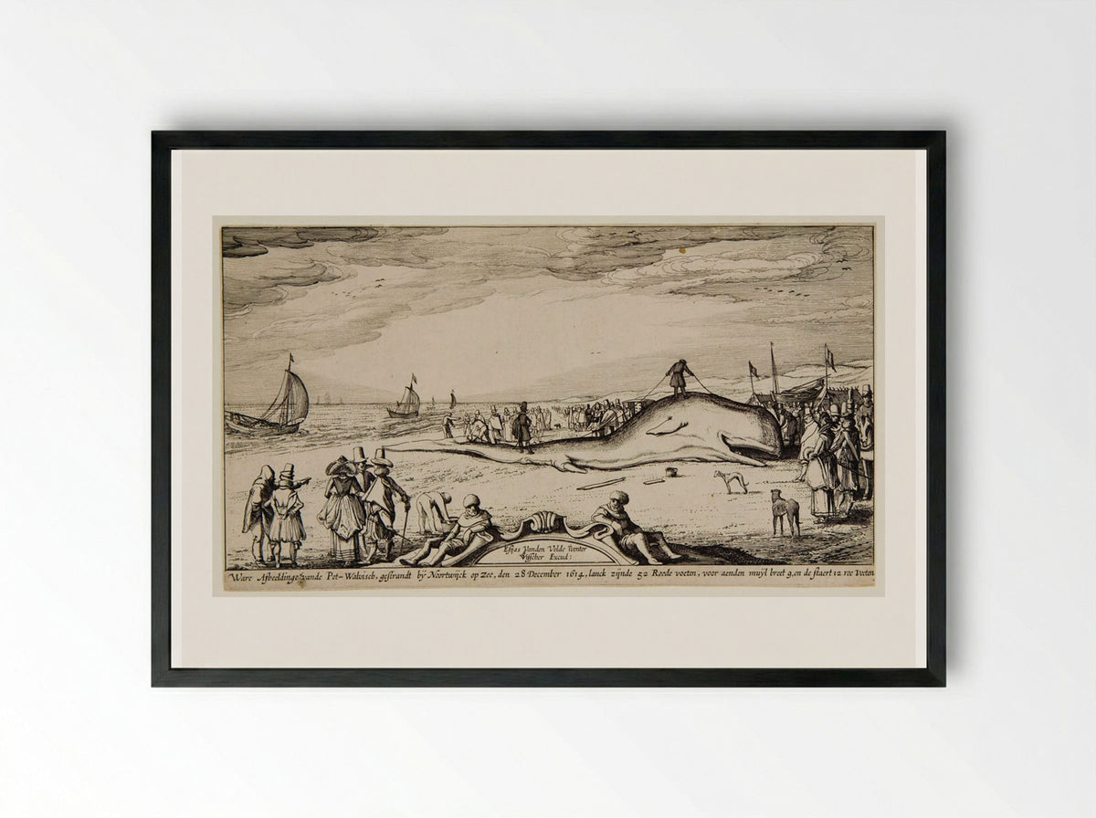 Beached Sperm Whale at Noordwijk - Claes Jansz. Visscher - Framed Print Black