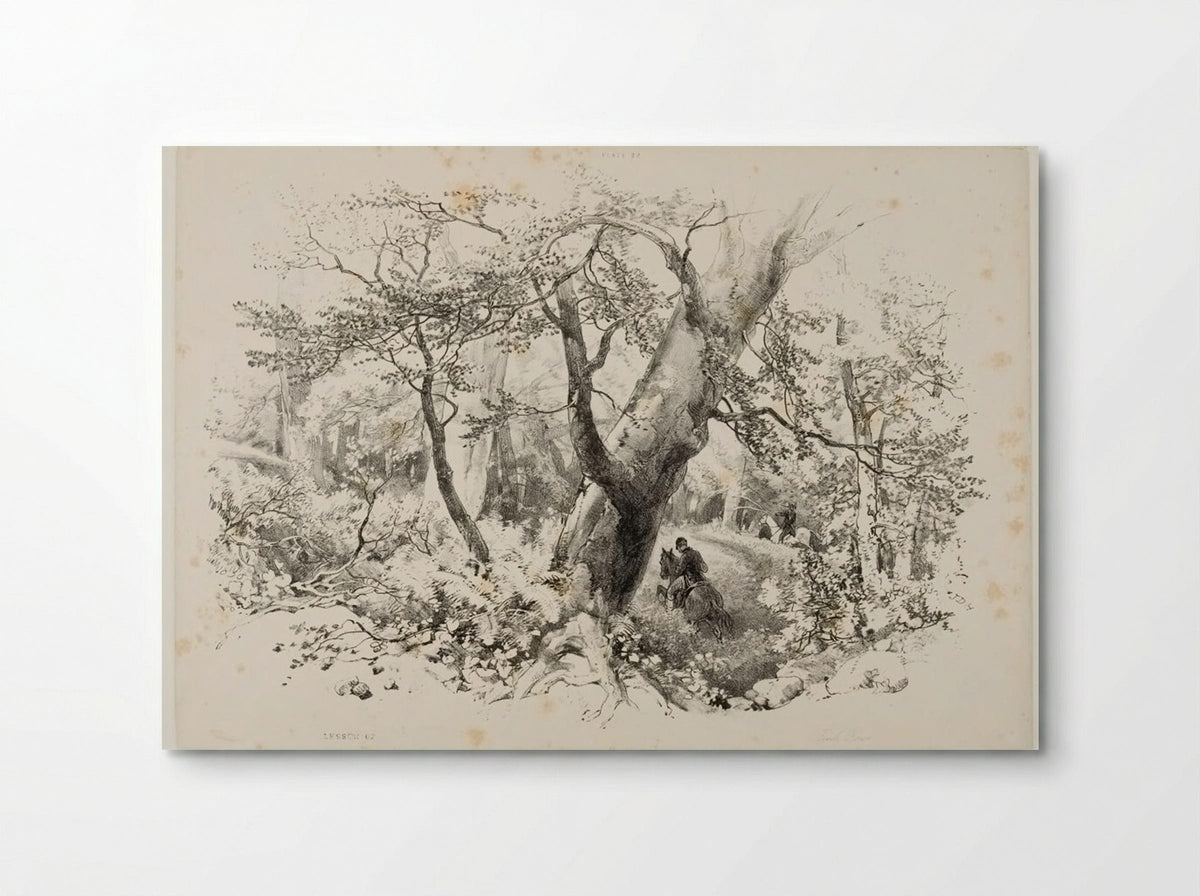 Beech Forest - James Duffield Harding - Poster