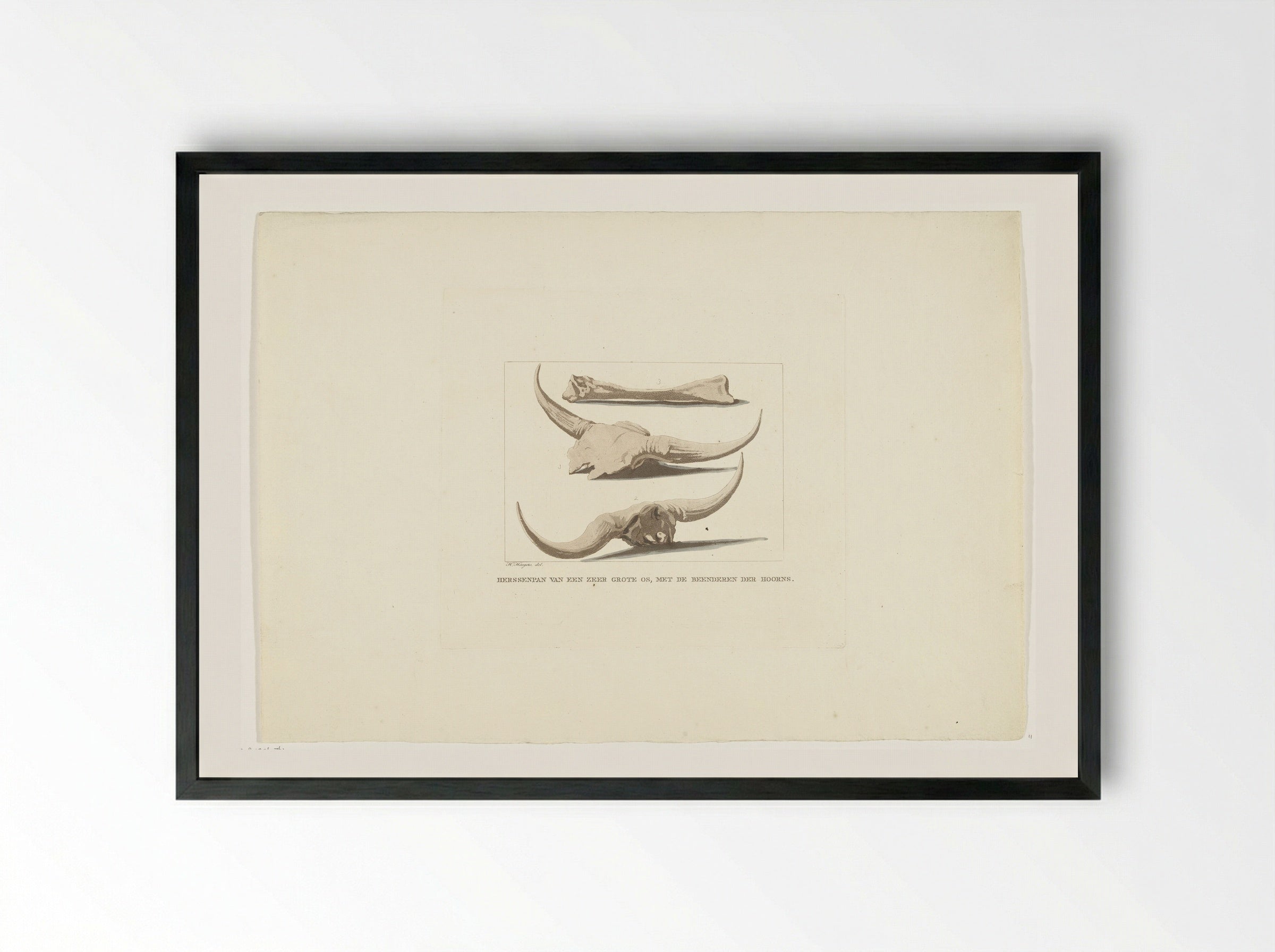 Beenderen van ossen (Study of Ox Skulls and Bones) - Anthonie van den Bos - Framed Print Black
