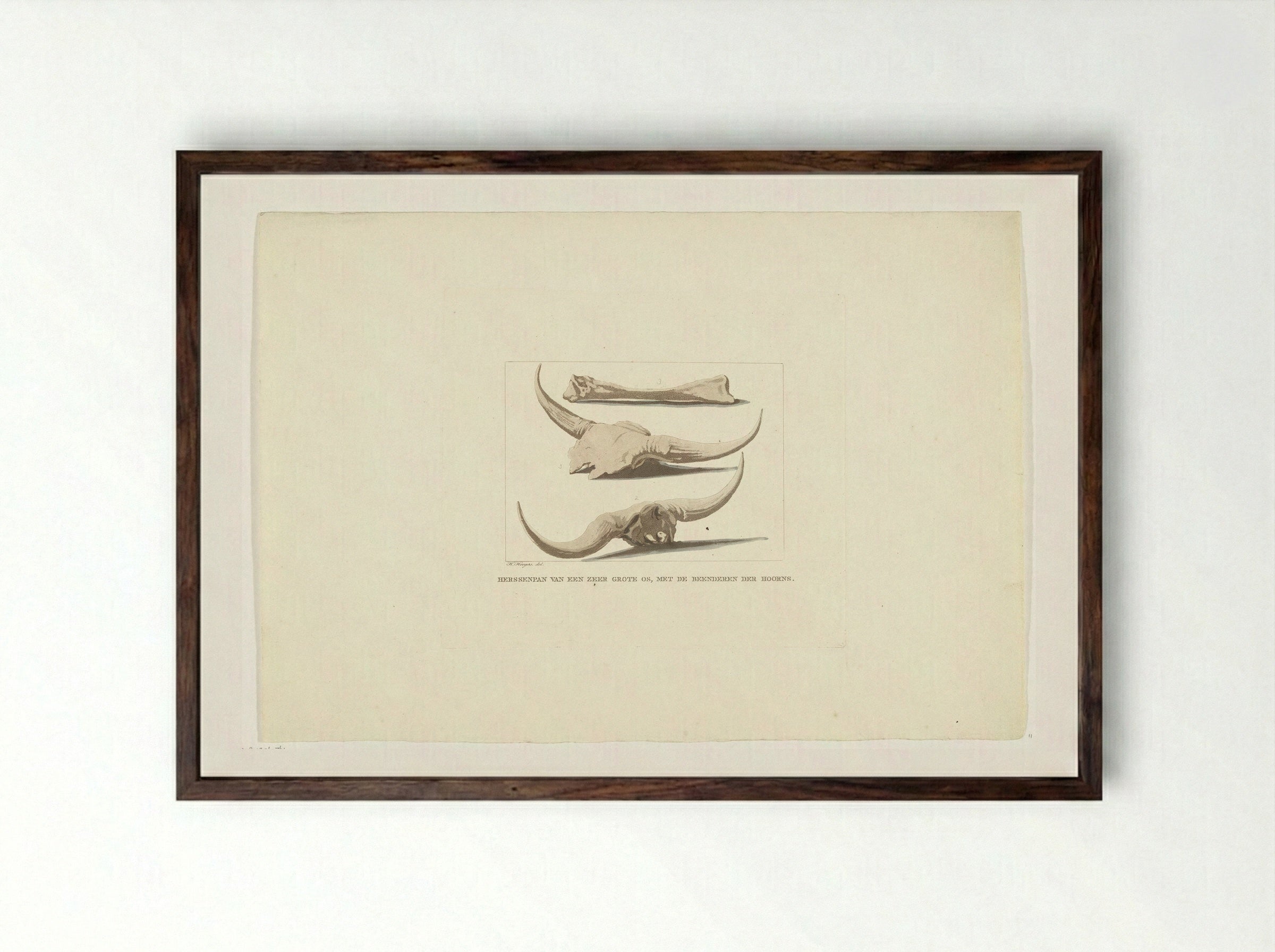 Beenderen van ossen (Study of Ox Skulls and Bones) - Anthonie van den Bos - Framed Print Dark Wood