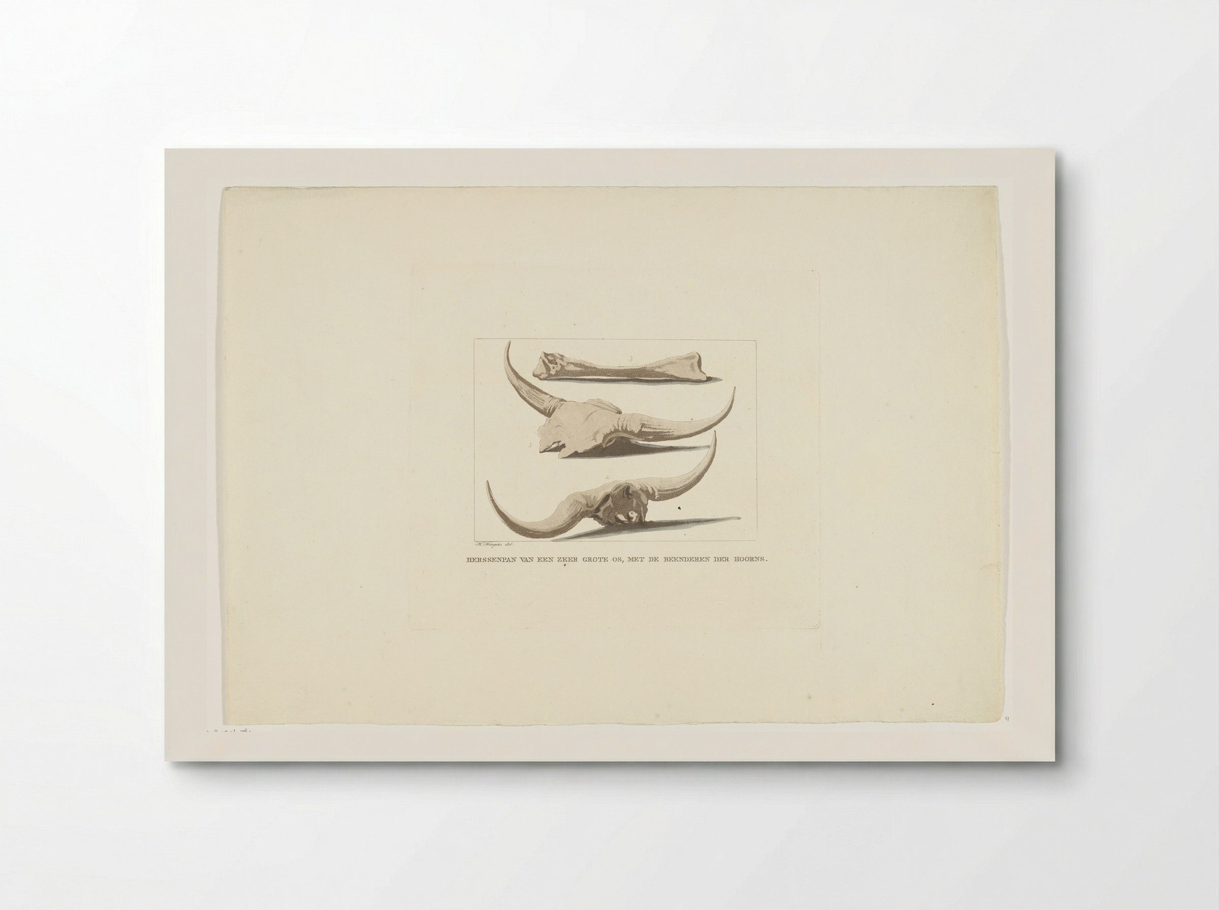 Beenderen van ossen (Study of Ox Skulls and Bones) - Anthonie van den Bos - Poster