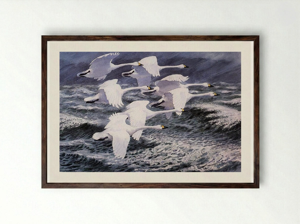 Berwick Swans - Charles Tunnicliffe - Framed Print Dark Wood