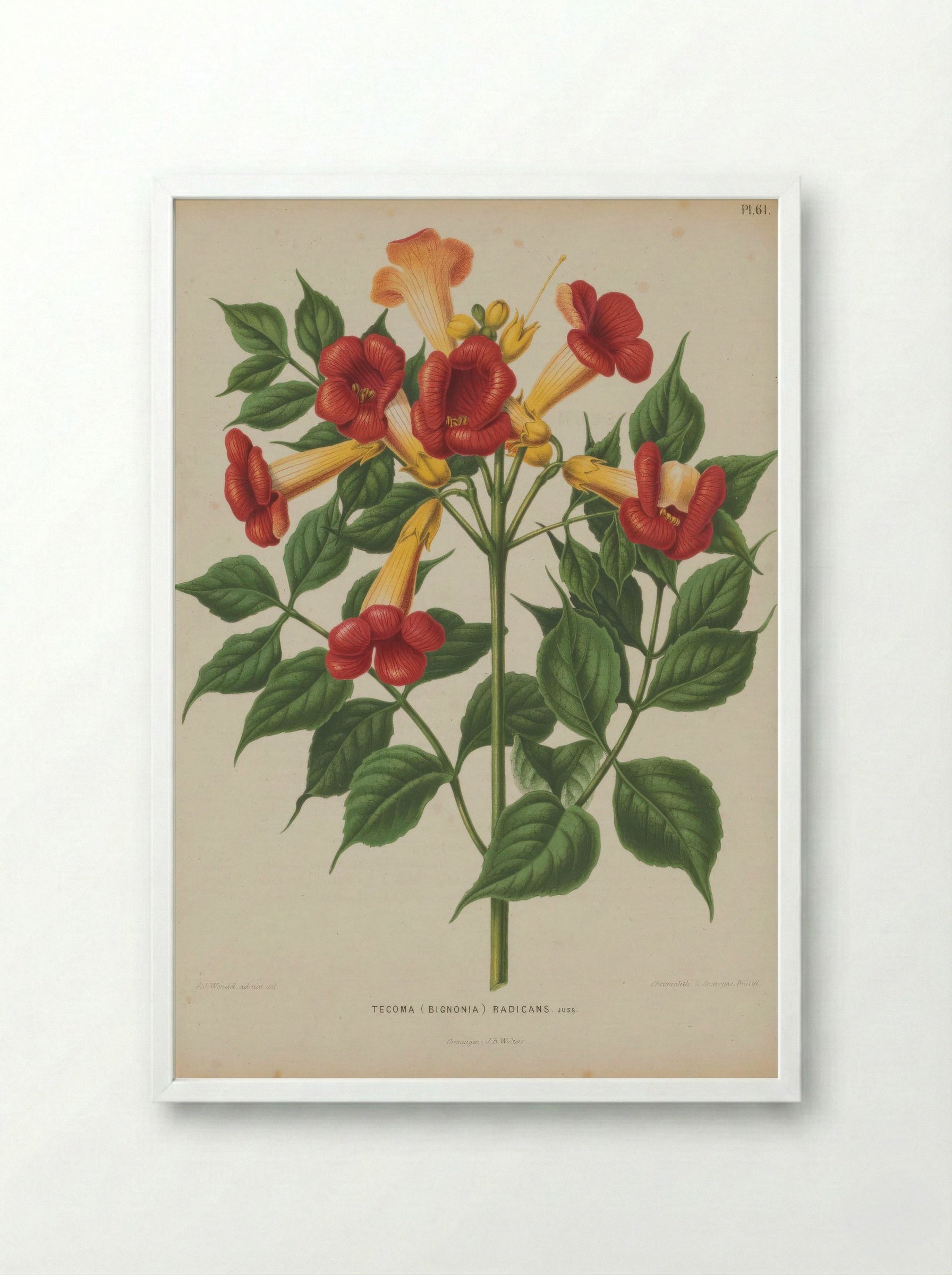 Bignonia Radicans L. - A. J. Wendel - Framed Print White