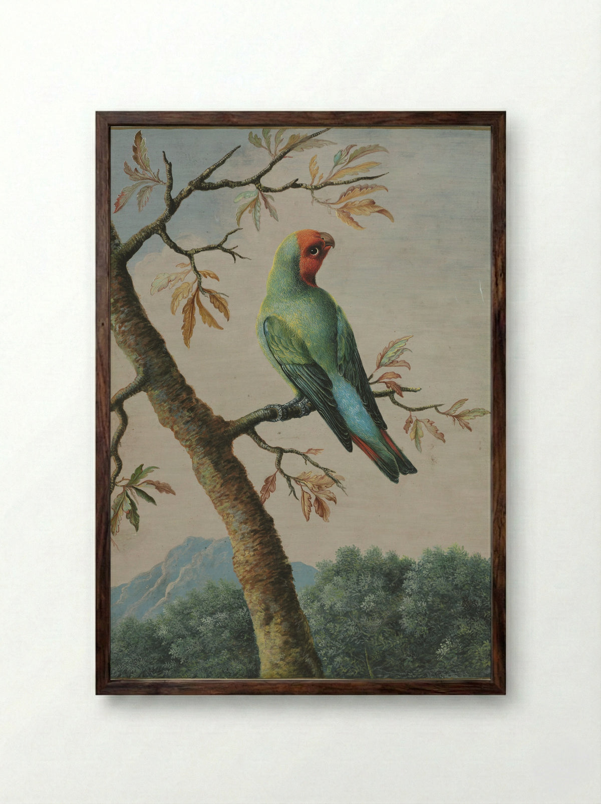 Bird Study: Rosy Faced Love Bird - George Edwards - Framed Print Dark Wood