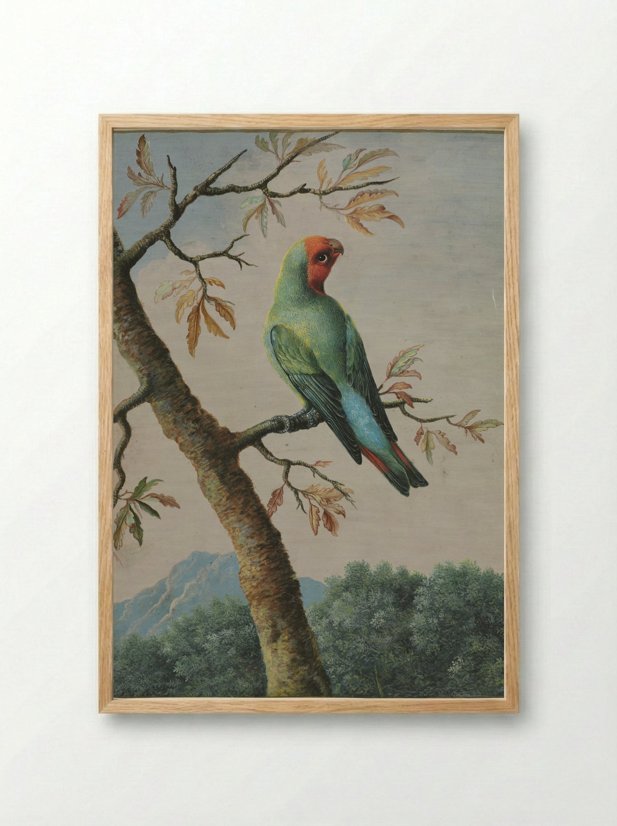 Bird Study: Rosy Faced Love Bird - George Edwards - Framed Print Wood