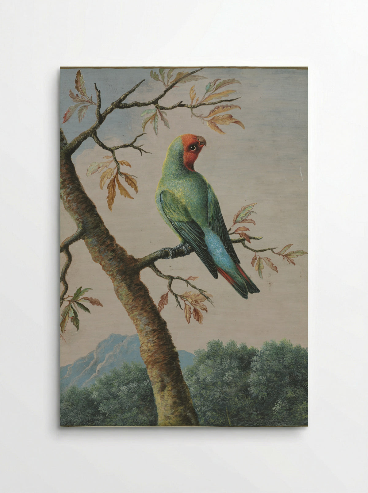 Bird Study: Rosy Faced Love Bird - George Edwards - Poster