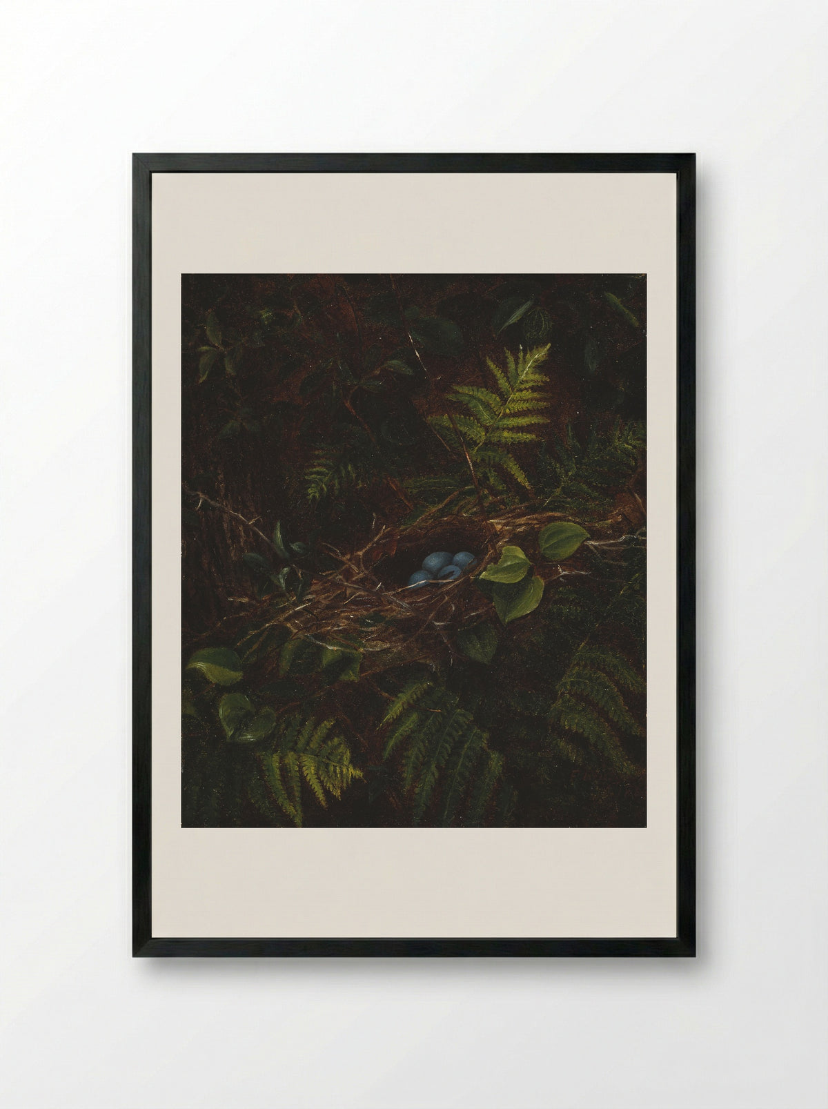 Bird's Nest and Ferns - Fidelia Bridges - Framed Print Black