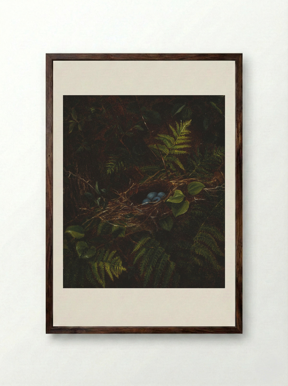Bird's Nest and Ferns - Fidelia Bridges - Framed Print Dark Wood