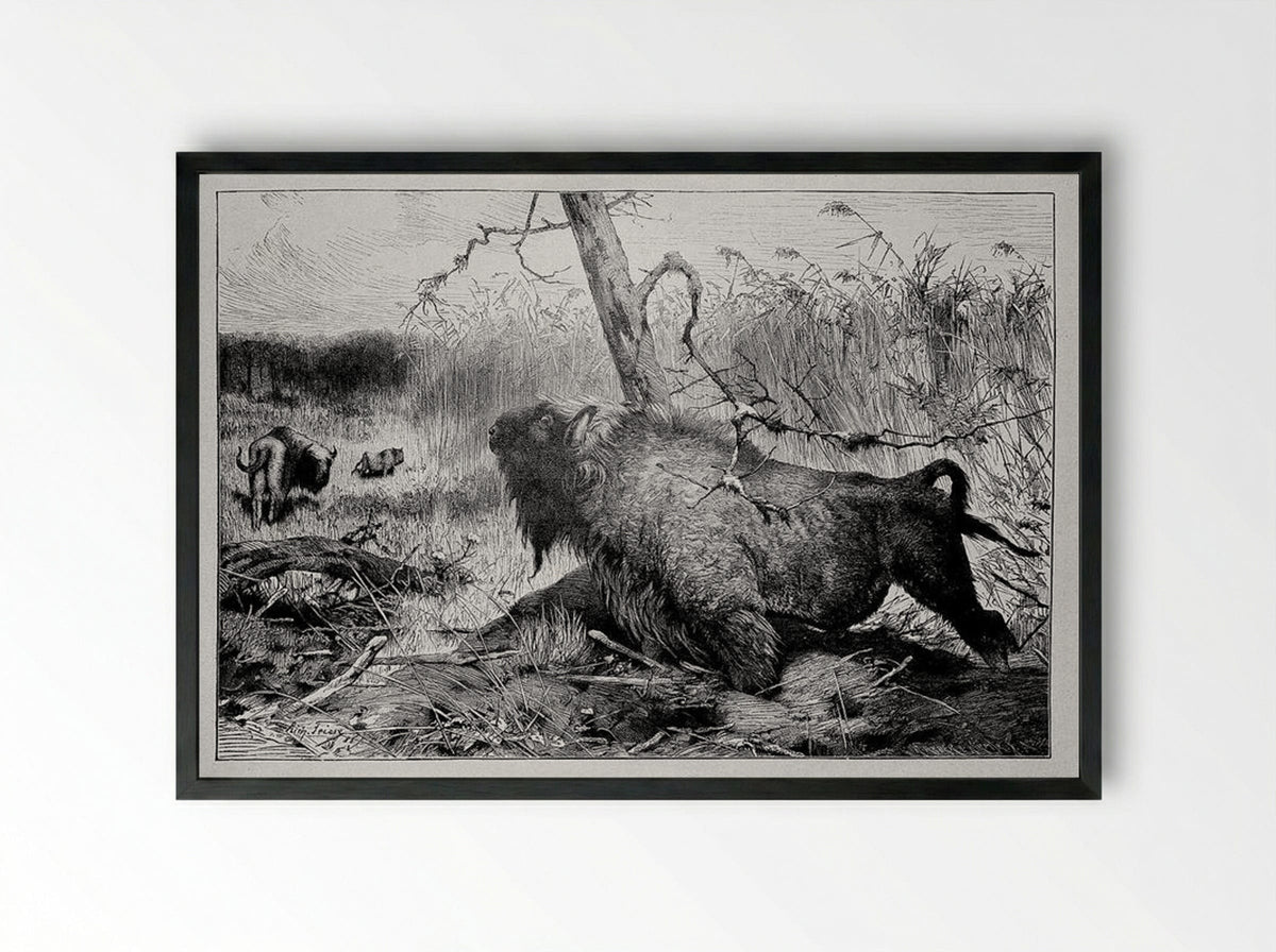 Bison in the Reeds - Richard Friese - Framed Print Black
