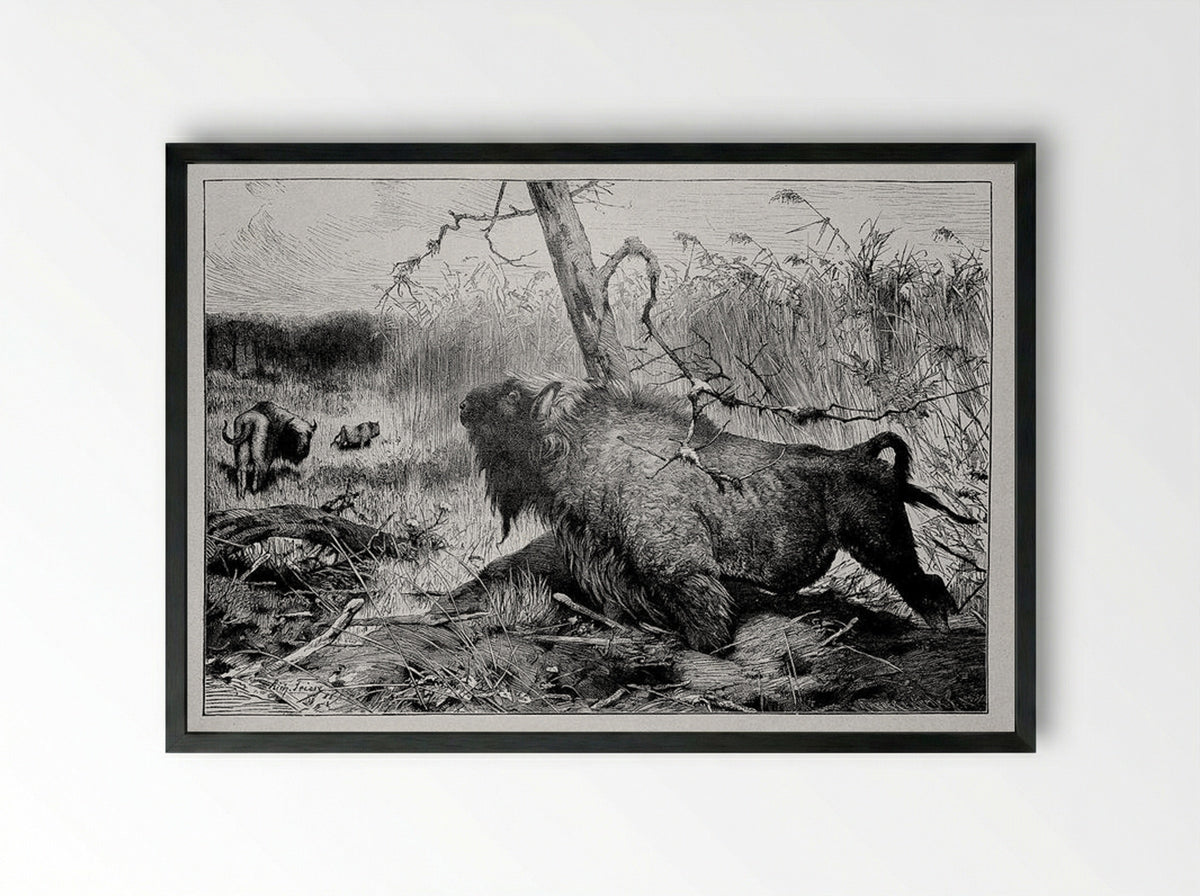 Bison in the Reeds - Richard Friese - Framed Print Black