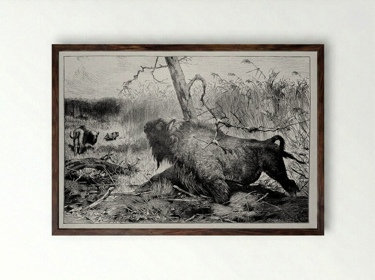Bison in the Reeds - Richard Friese - Framed Print Dark Wood