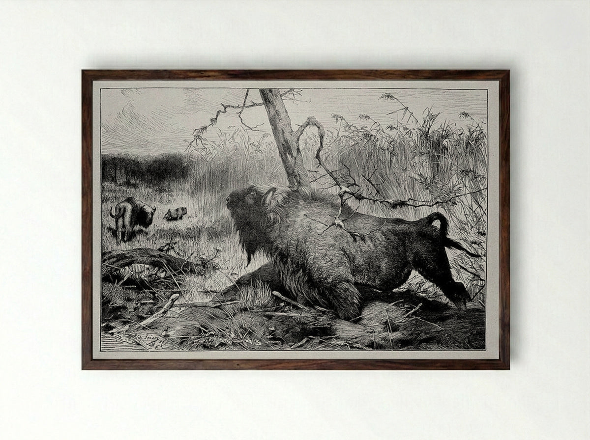Bison in the Reeds - Richard Friese - Framed Print Dark Wood