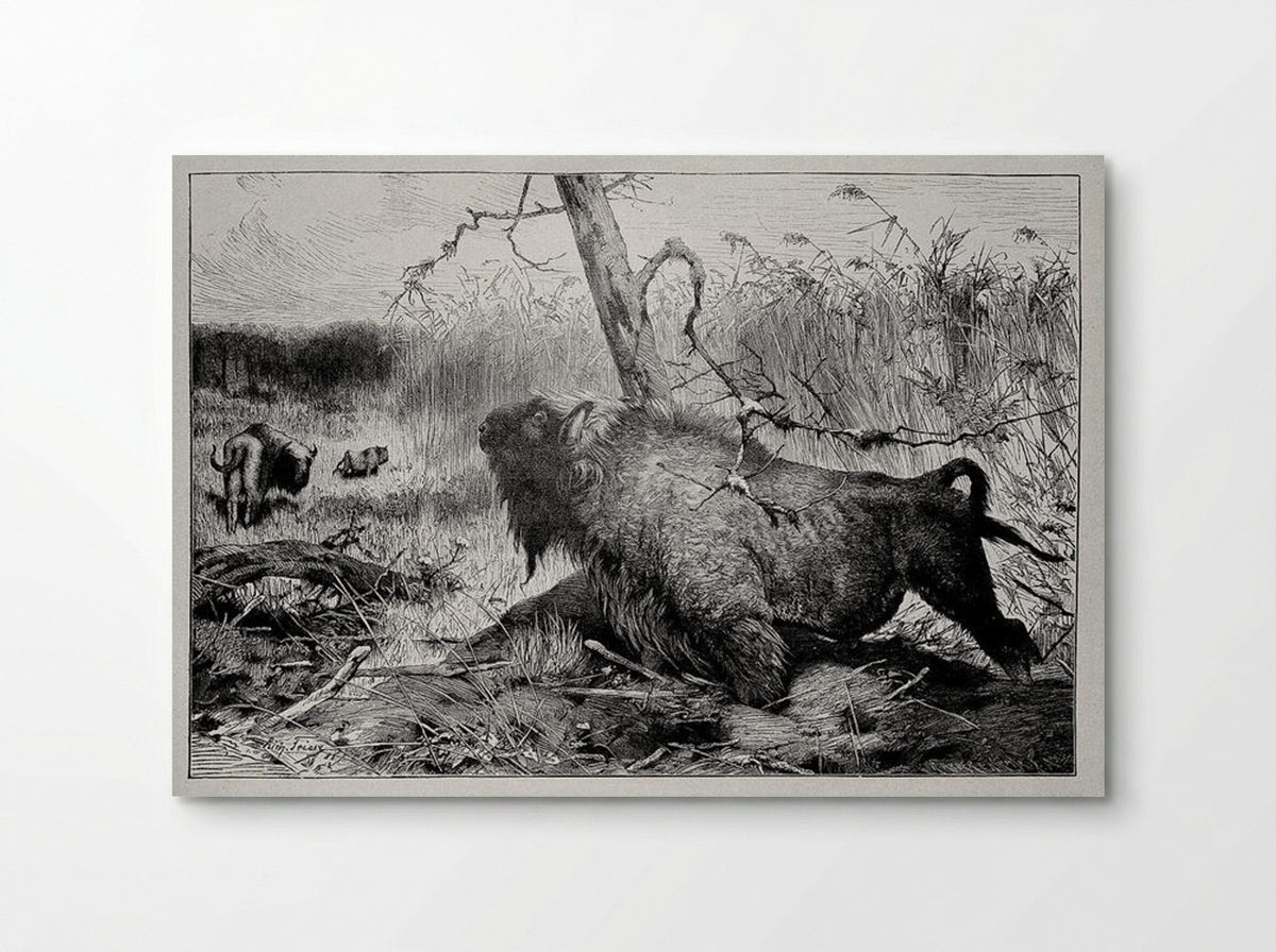 Bison in the Reeds - Richard Friese - Poster