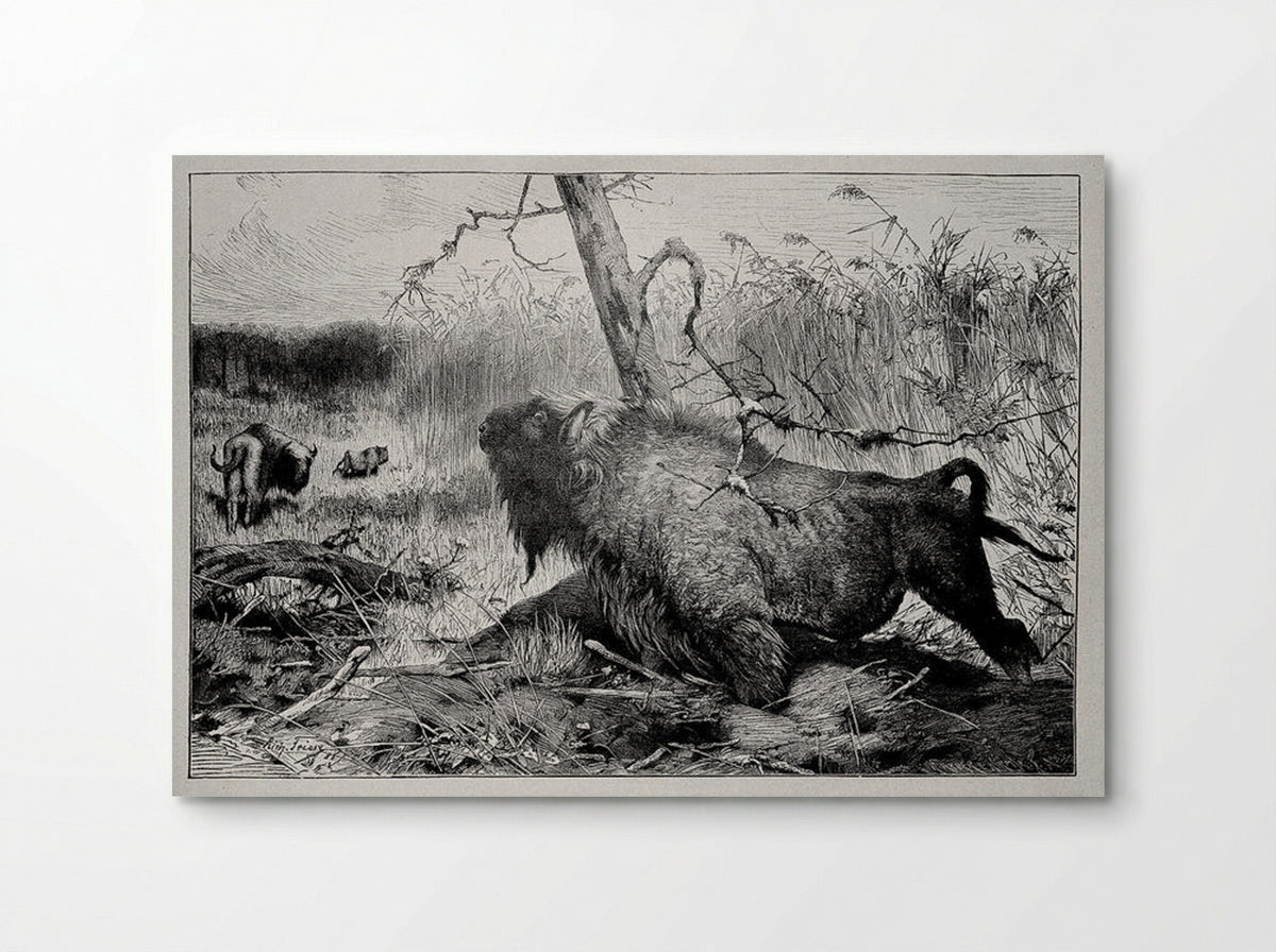 Bison in the Reeds - Richard Friese - Poster