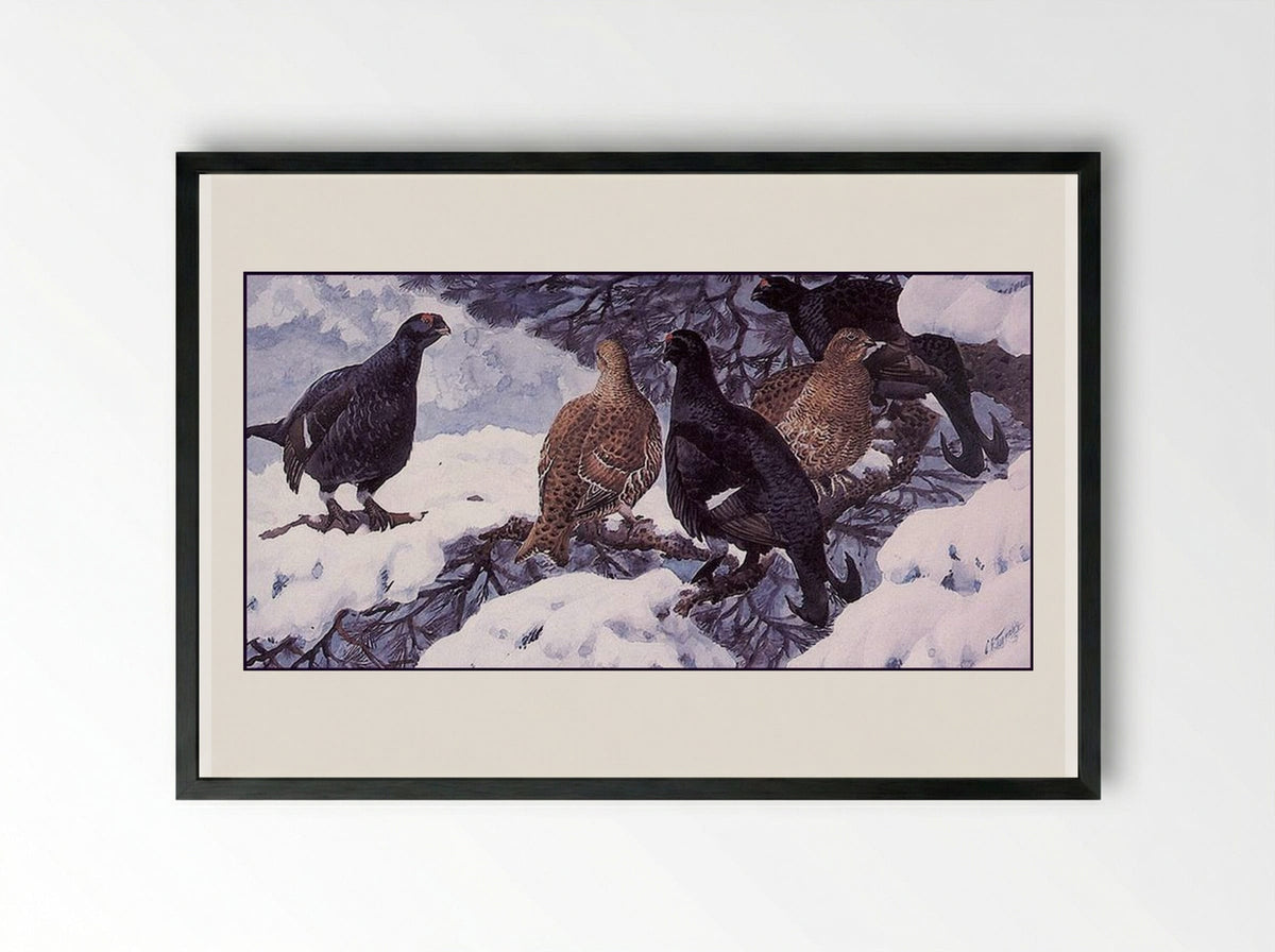 Black Grouse - Charles Tunnicliffe - Framed Print Black