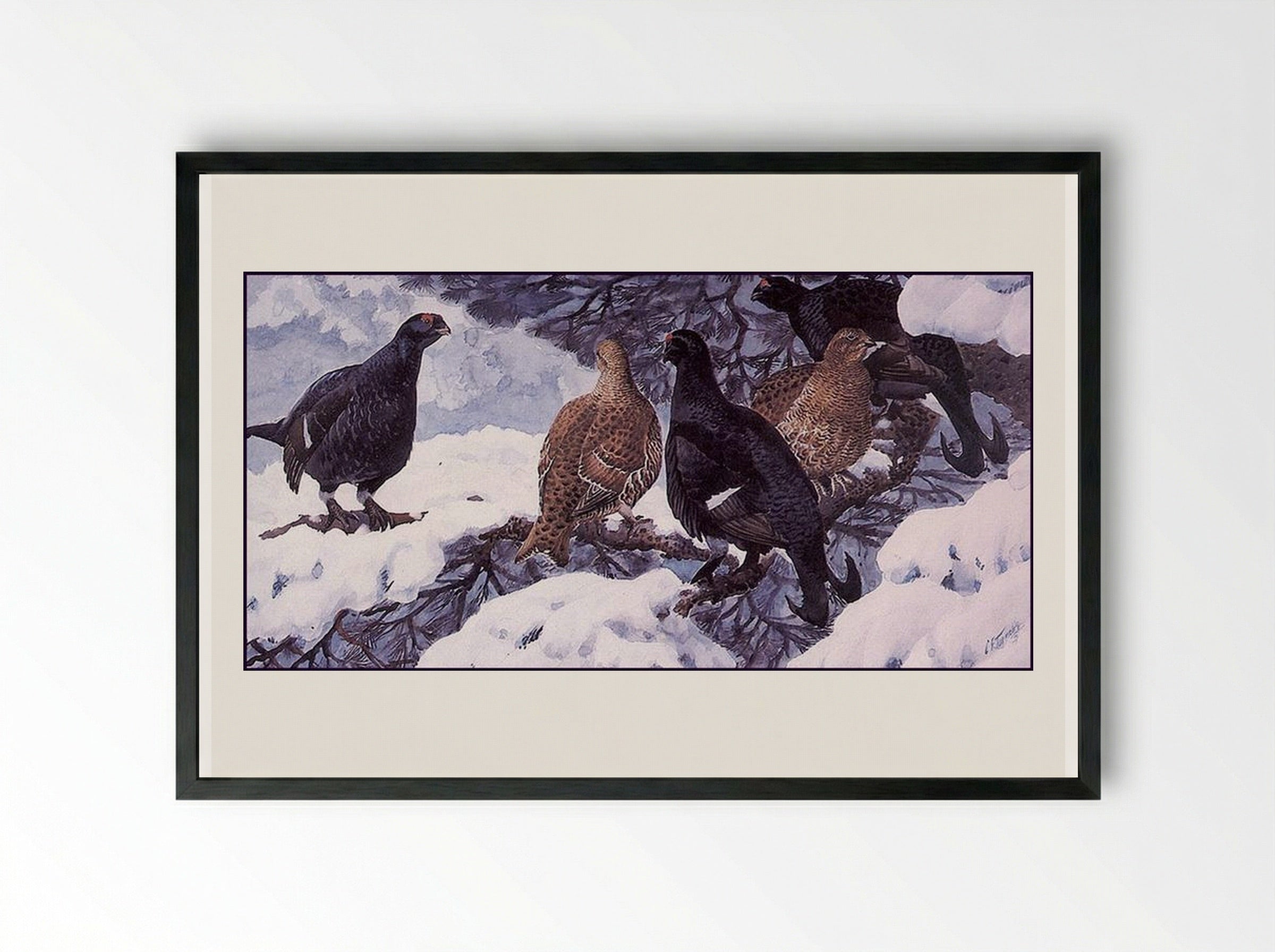 Black Grouse - Charles Tunnicliffe - Framed Print Black