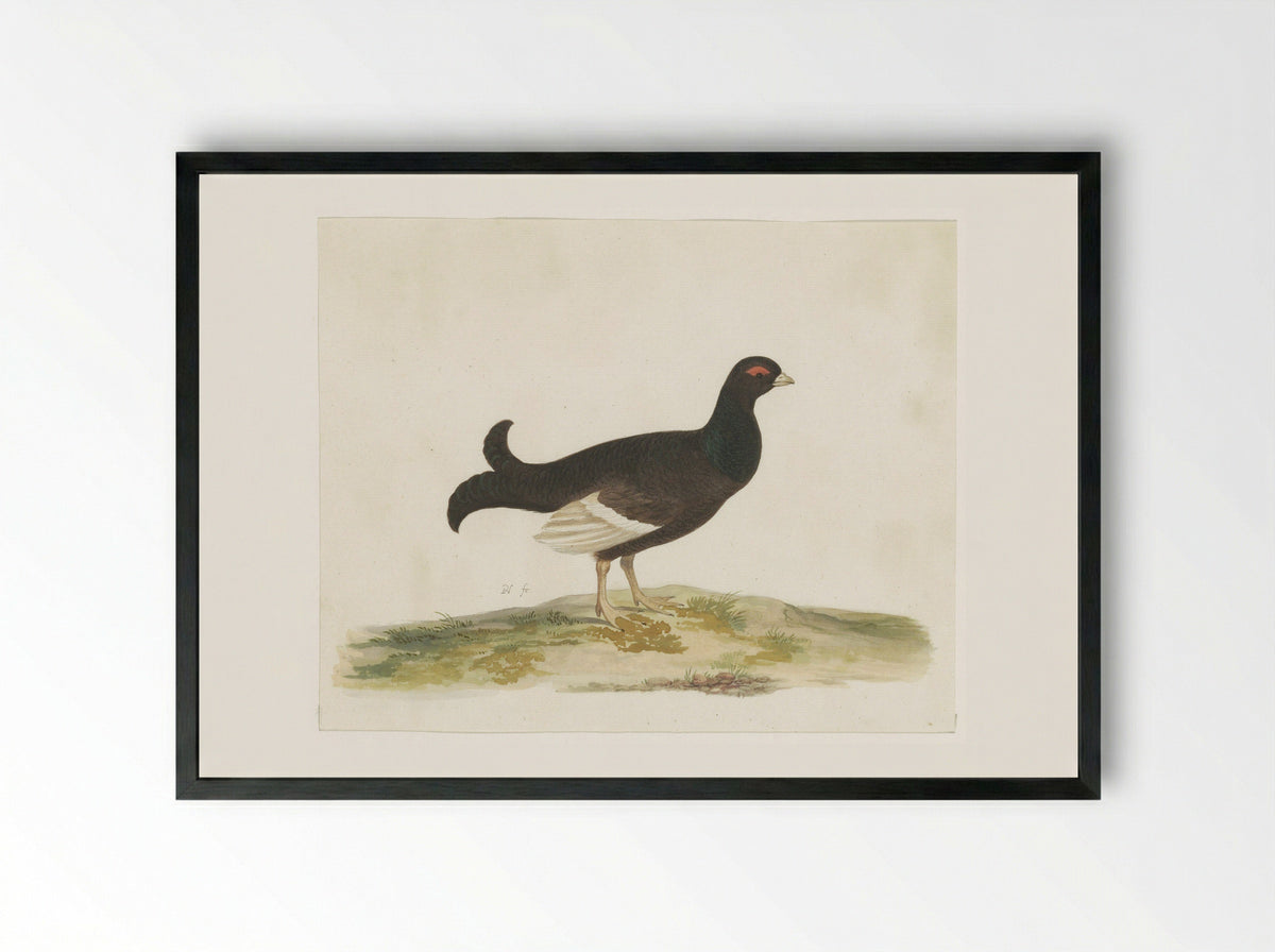 Black Grouse - Pieter Holsteyn (I) - Framed Print Black