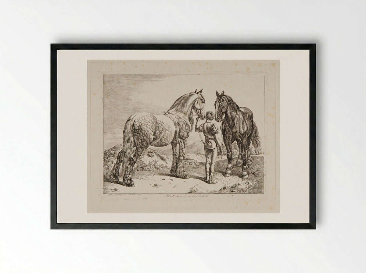 Black Horses from Lincolnshire - Johann Adam Klein - Framed Print Black