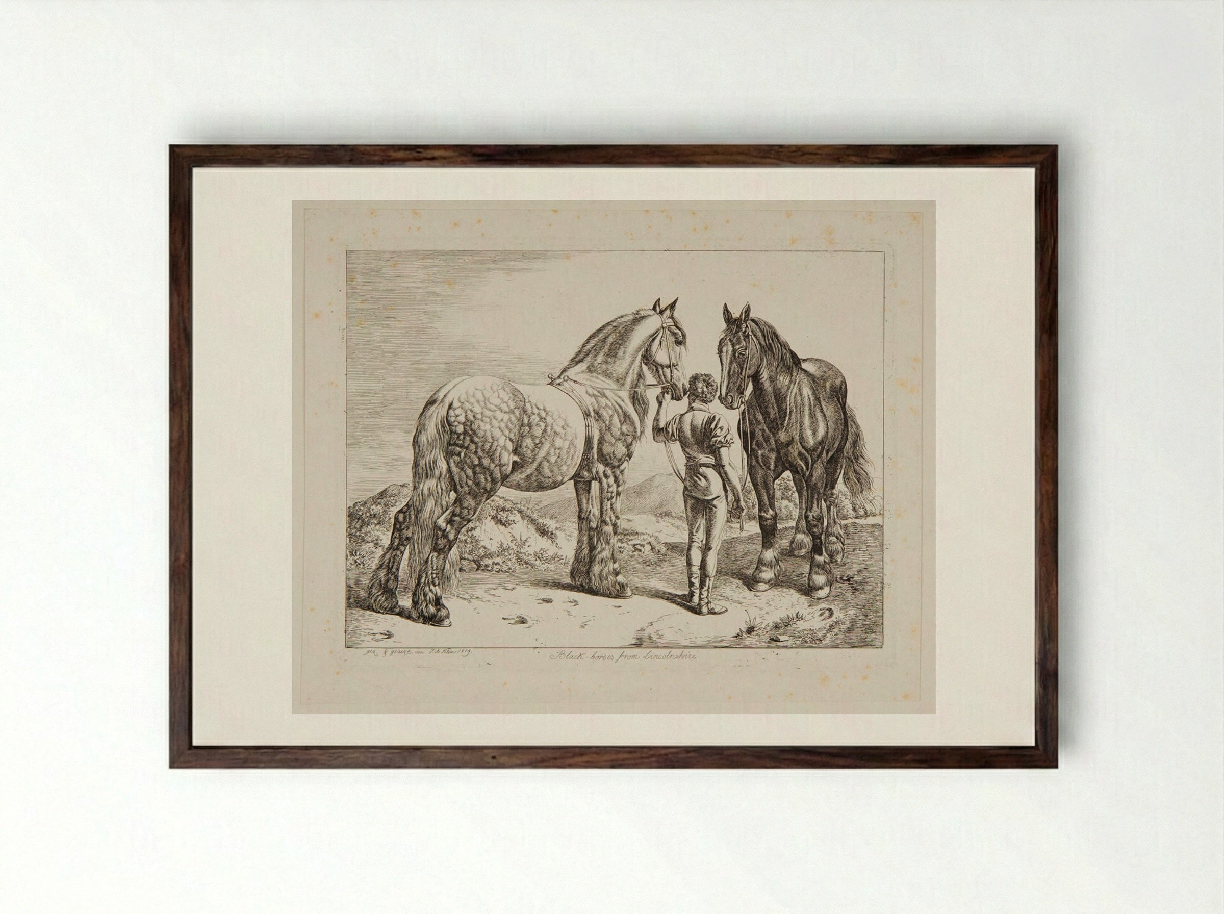 Black Horses from Lincolnshire - Johann Adam Klein - Framed Print Dark Wood