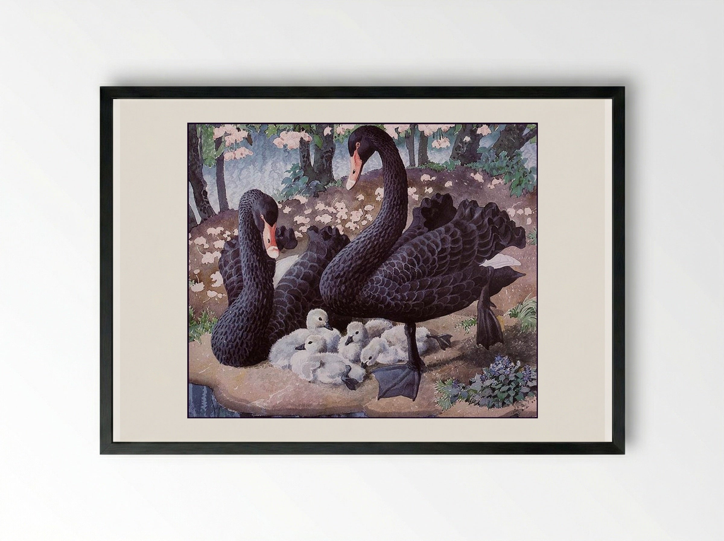Black Swan Family - Charles Tunnicliffe - Framed Print Black