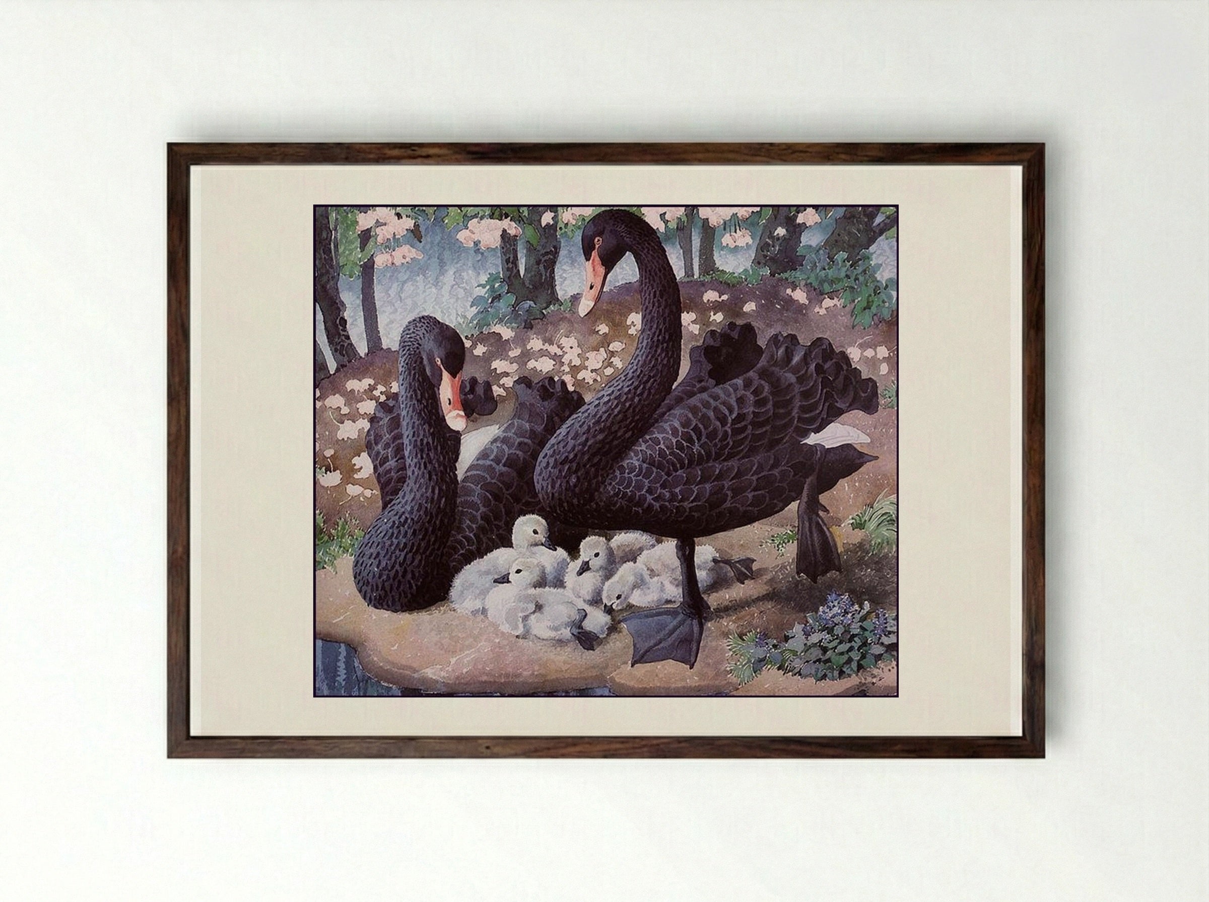 Black Swan Family - Charles Tunnicliffe - Framed Print Dark Wood