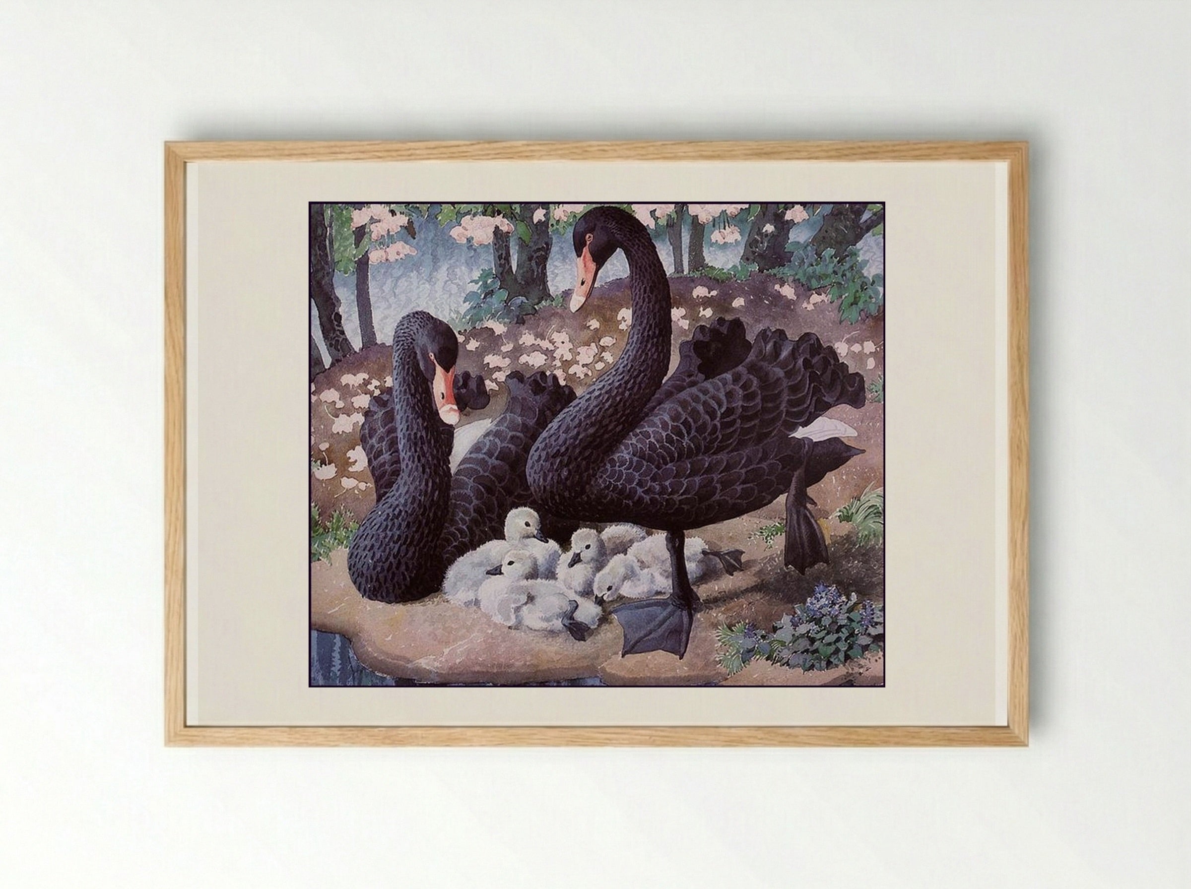 Black Swan Family - Charles Tunnicliffe - Framed Print Wood