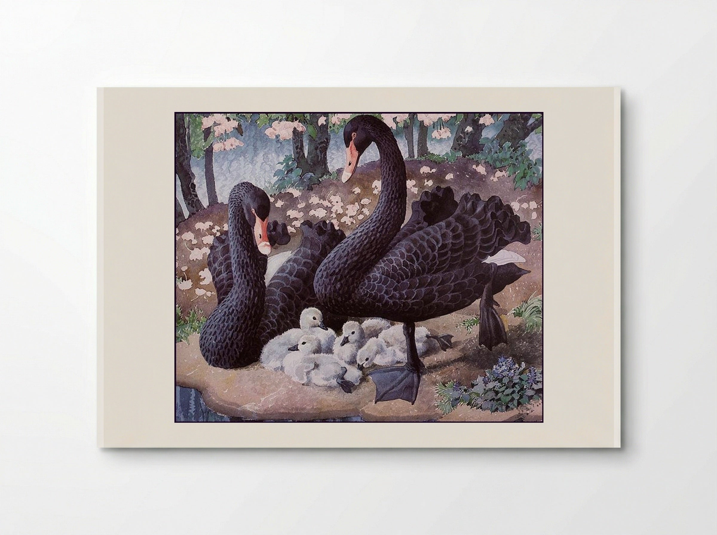 Black Swan Family - Charles Tunnicliffe - Poster