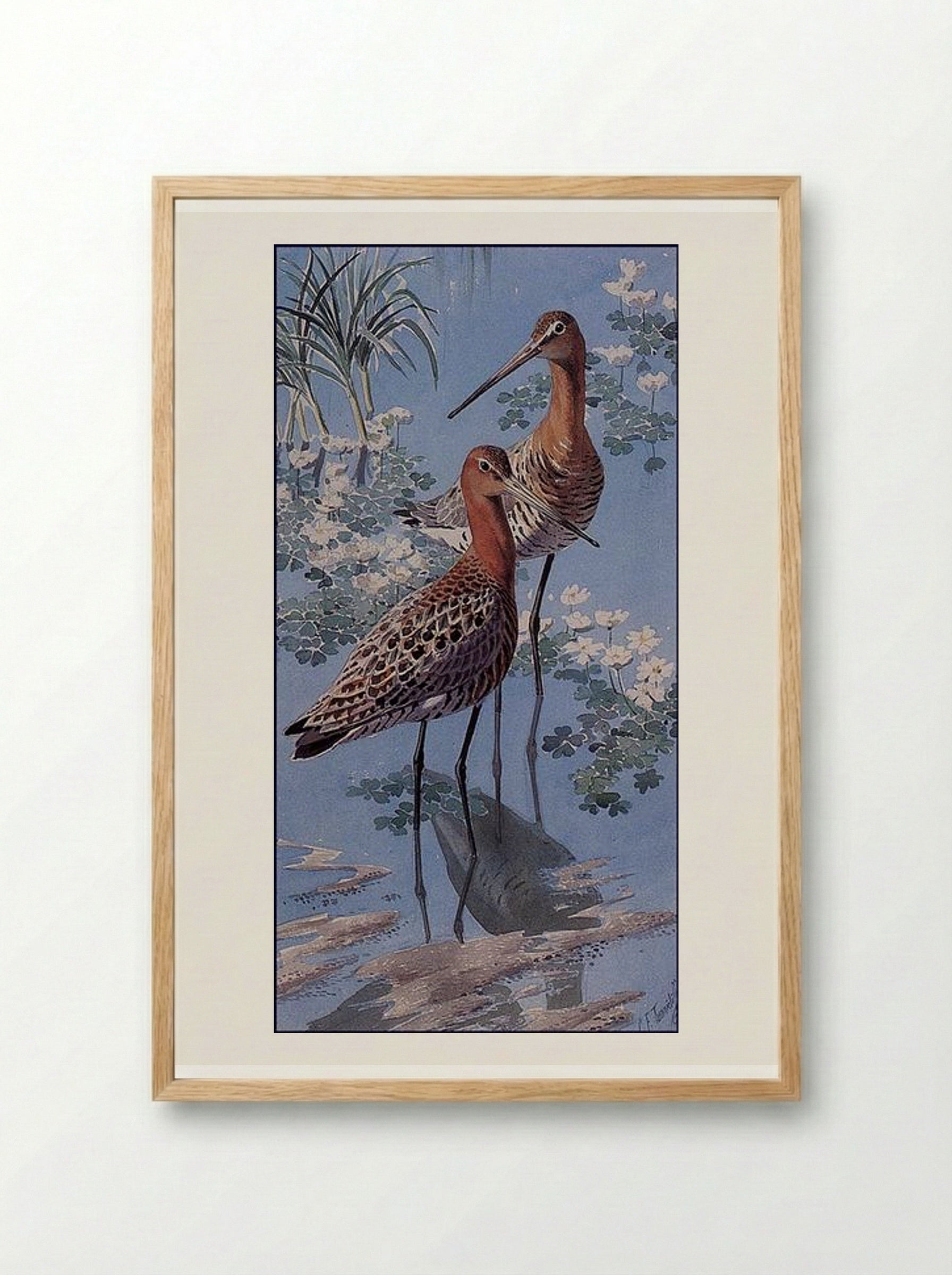 Black-tailed Godwits - Charles Tunnicliffe - Framed Print Wood