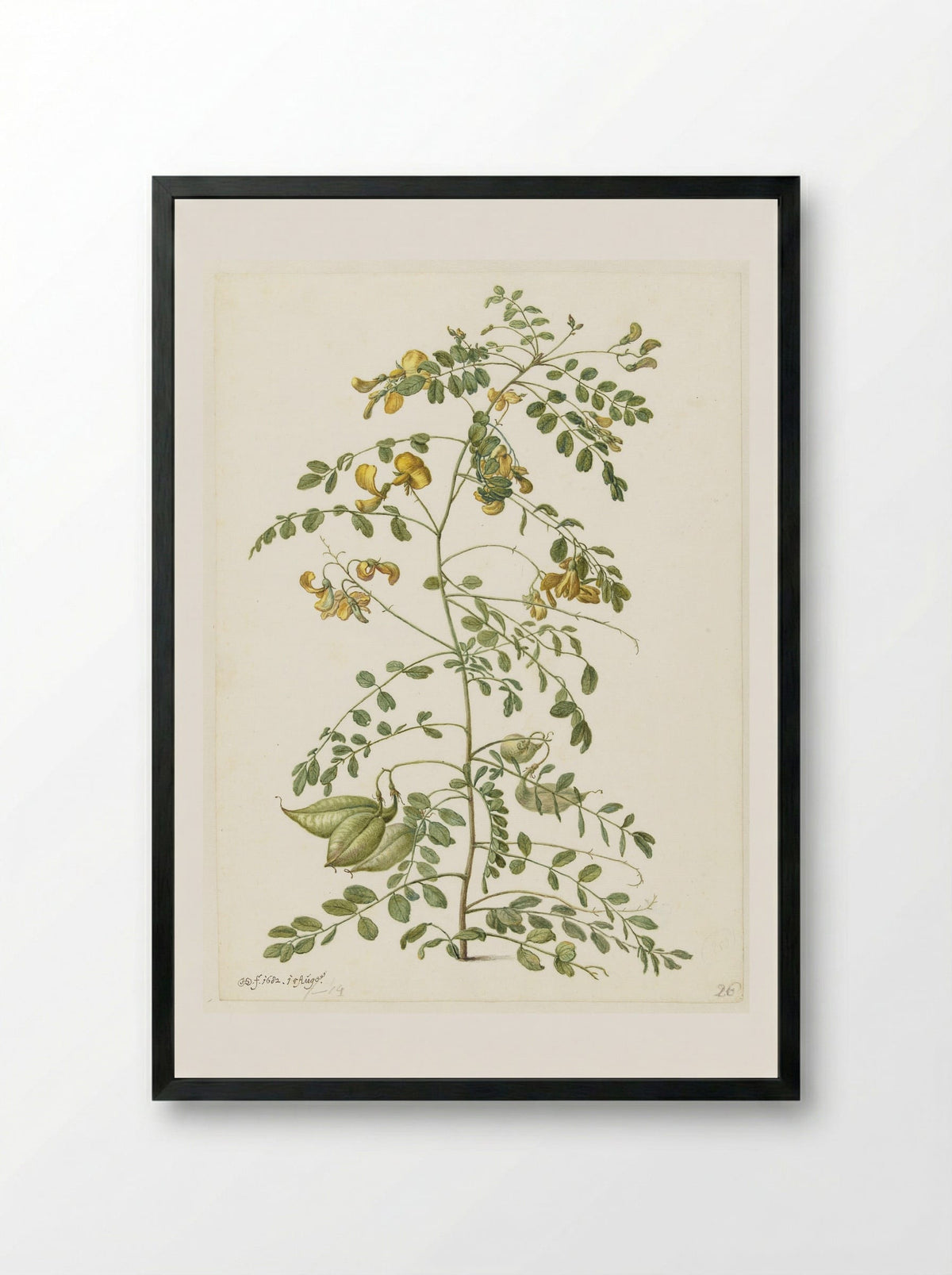 Bladder Senna and Sticky Catchfly - Herman Saftleven - Framed Print Black