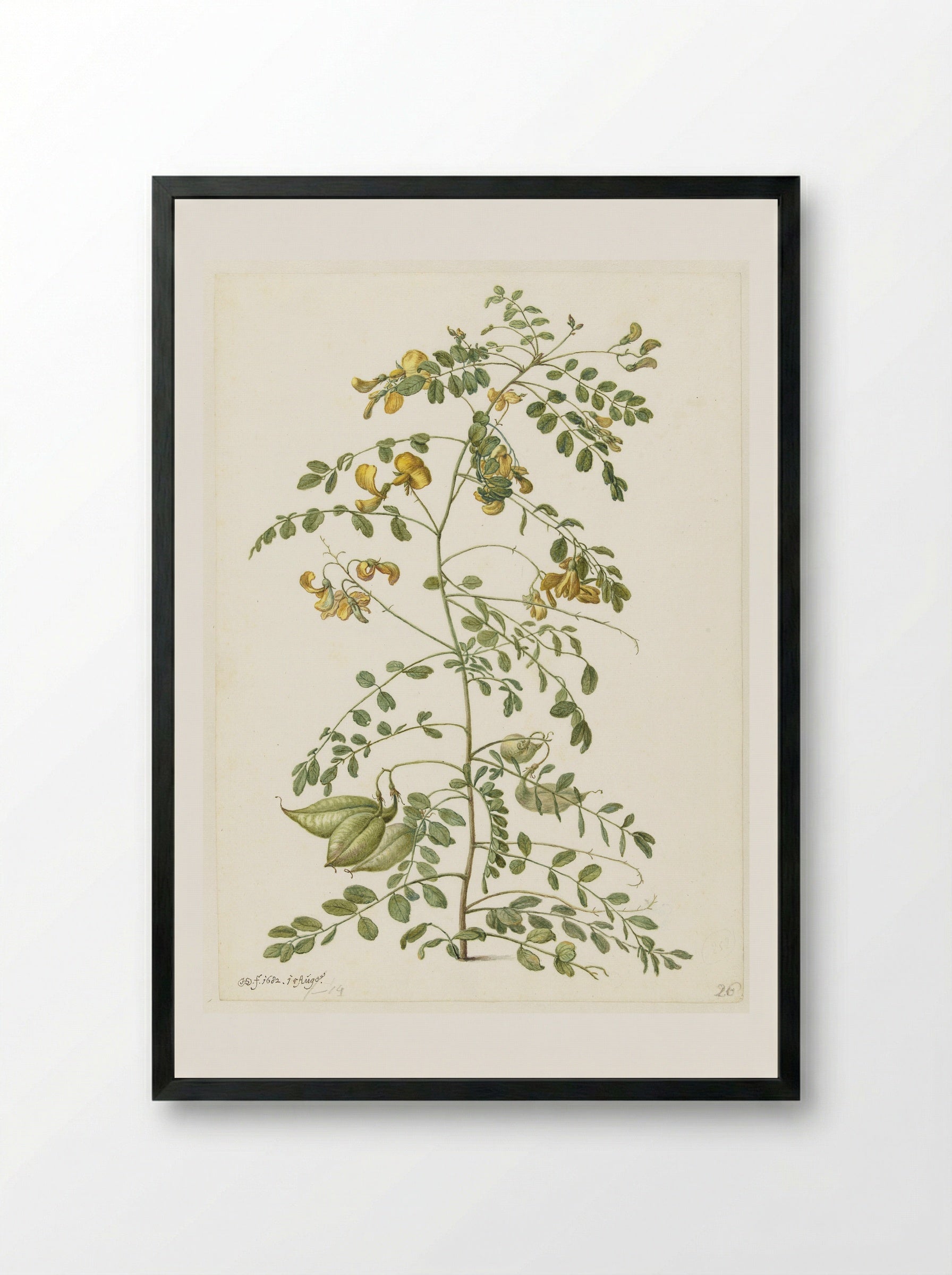 Bladder Senna and Sticky Catchfly - Herman Saftleven - Framed Print Black