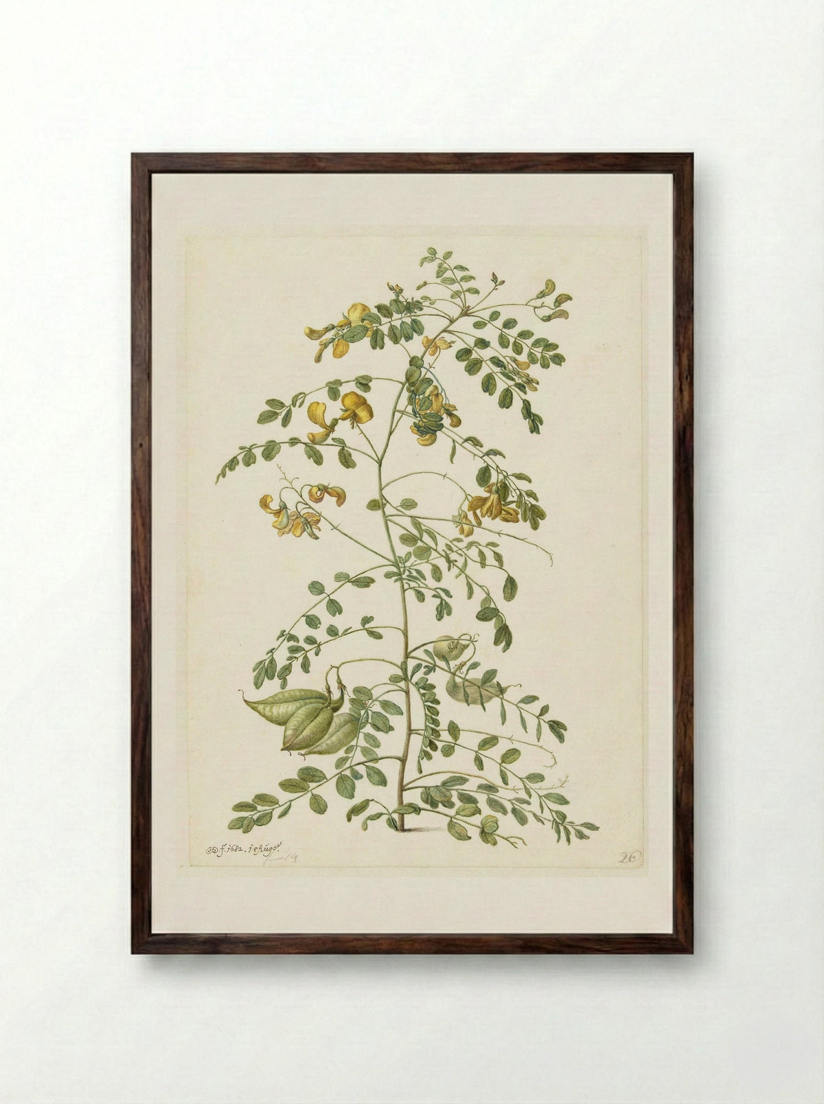 Bladder Senna and Sticky Catchfly - Herman Saftleven - Framed Print Dark Wood