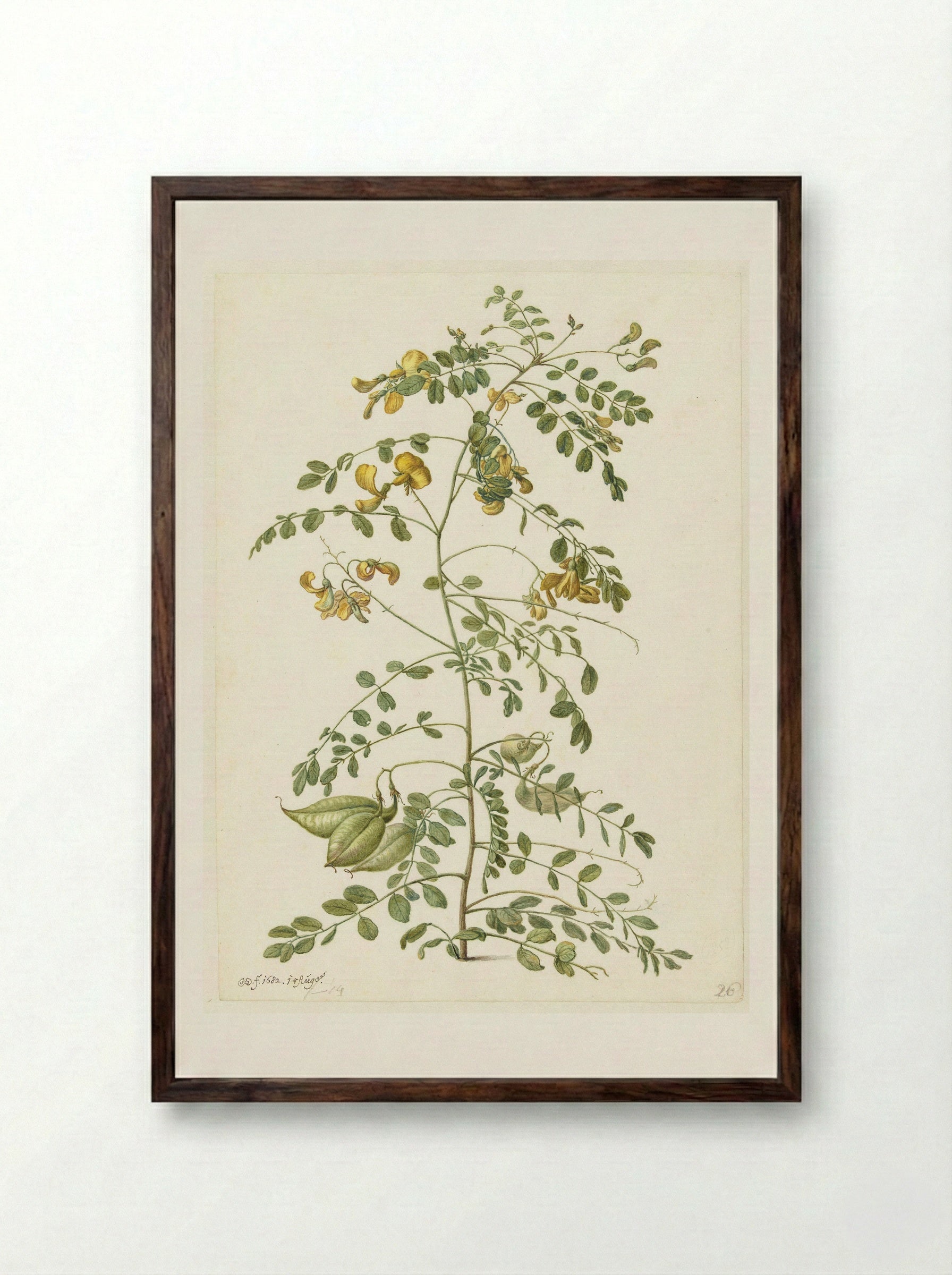 Bladder Senna and Sticky Catchfly - Herman Saftleven - Framed Print Dark Wood