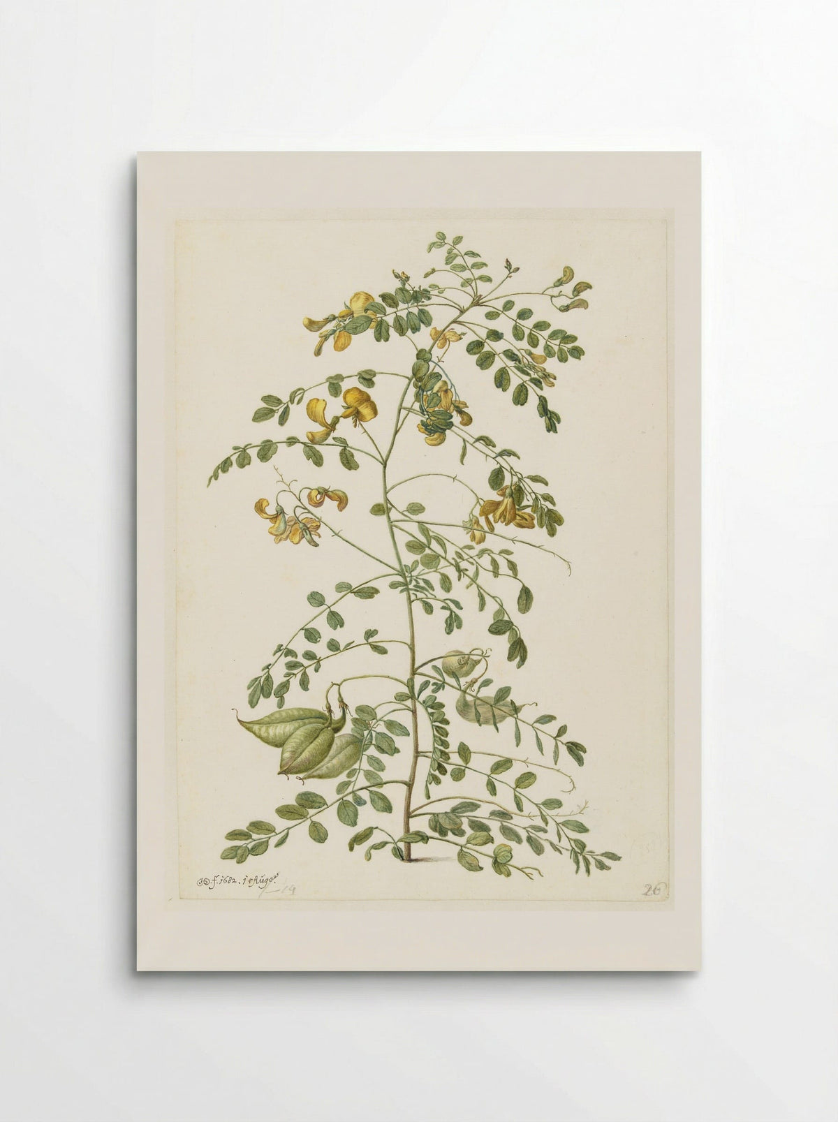 Bladder Senna and Sticky Catchfly - Herman Saftleven - Poster