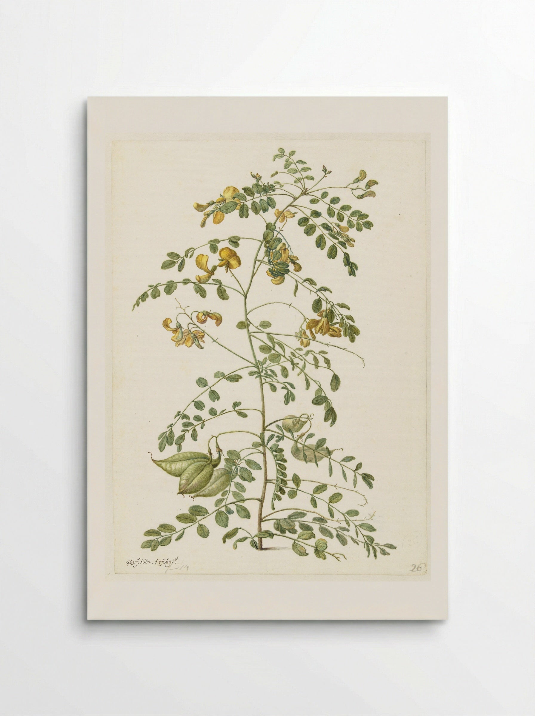 Bladder Senna and Sticky Catchfly - Herman Saftleven - Poster