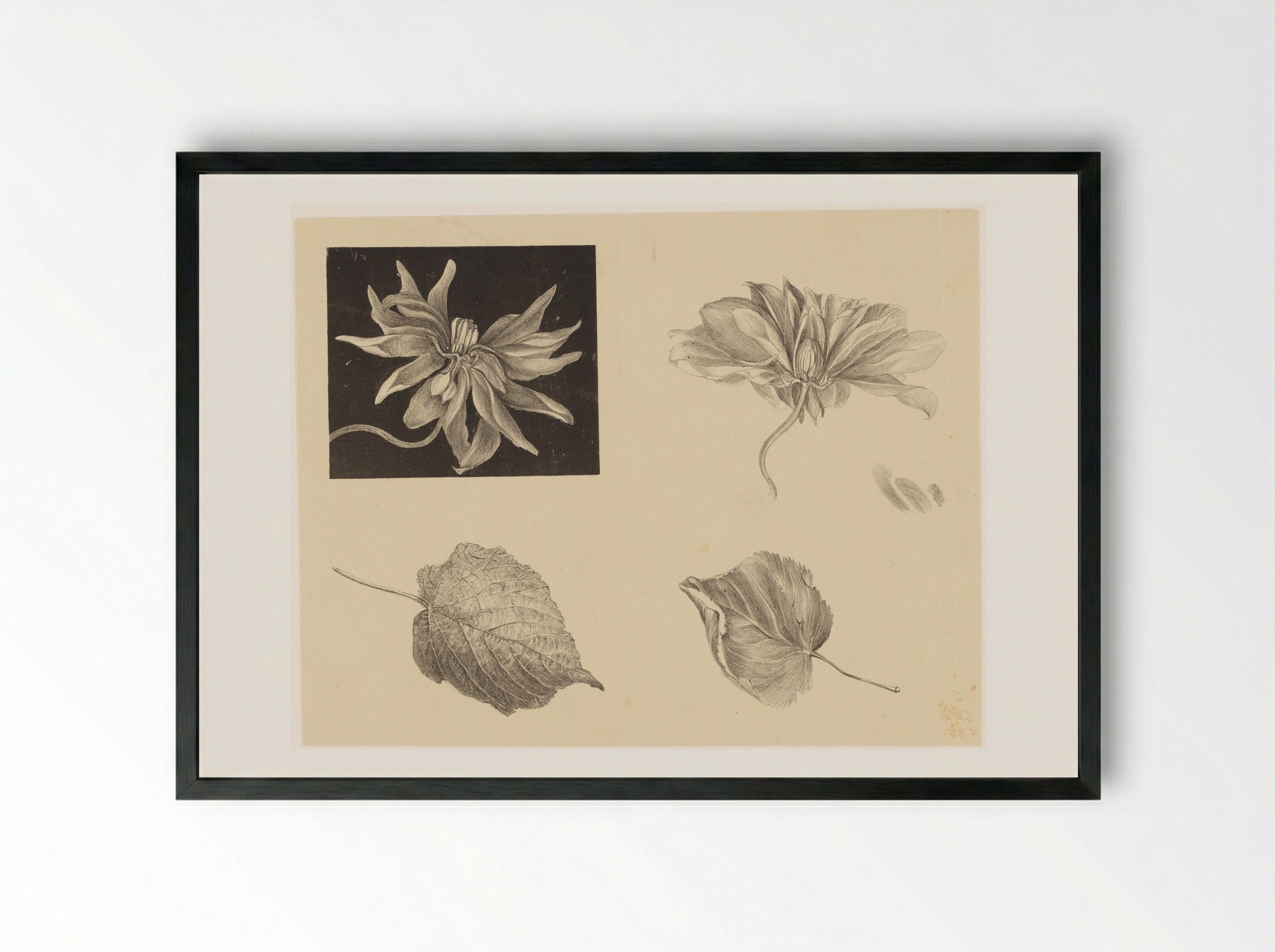 Bloemen en bladeren - Theo van Hoytema - Framed Print Black