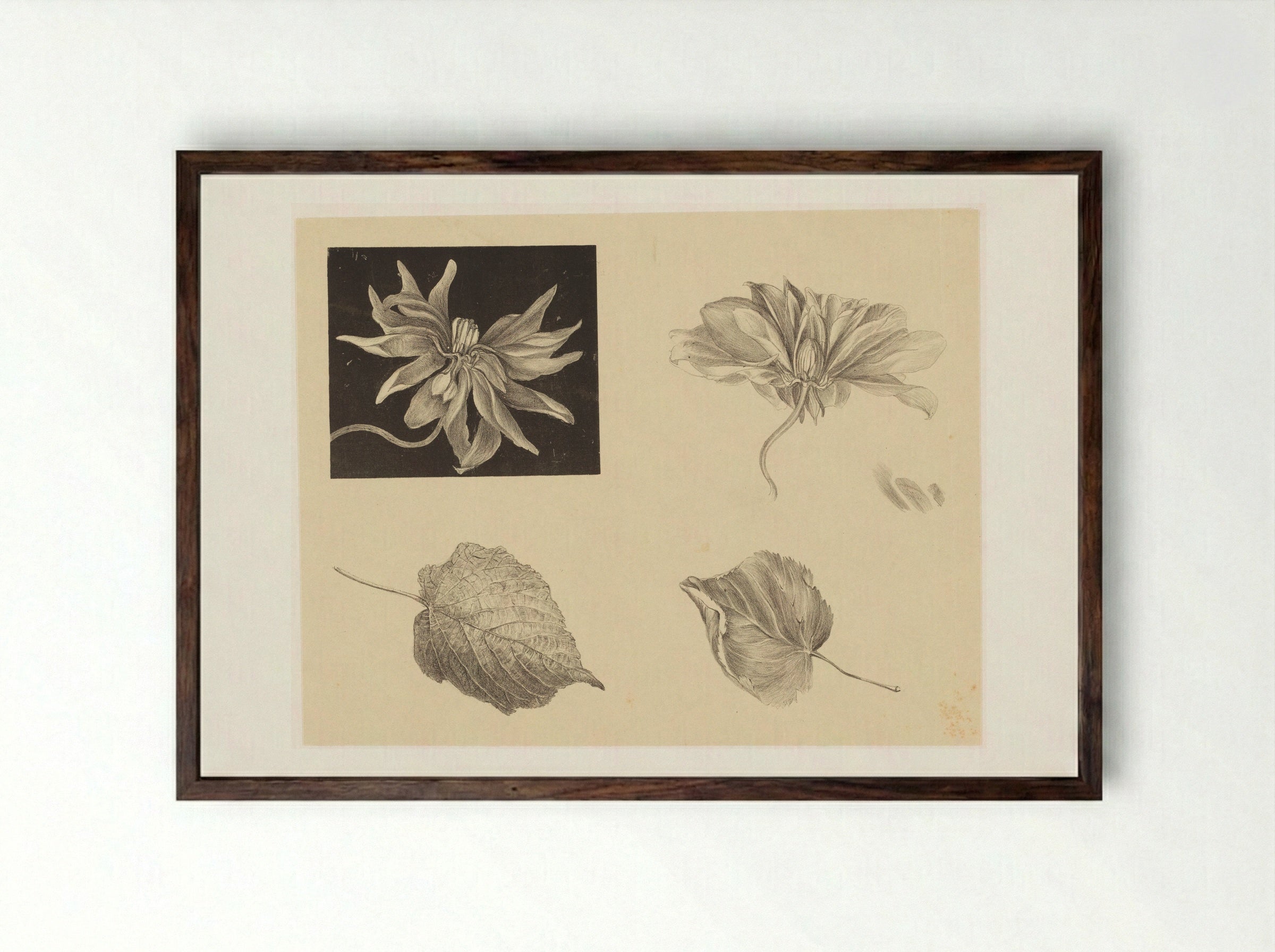 Bloemen en bladeren - Theo van Hoytema - Framed Print Dark Wood