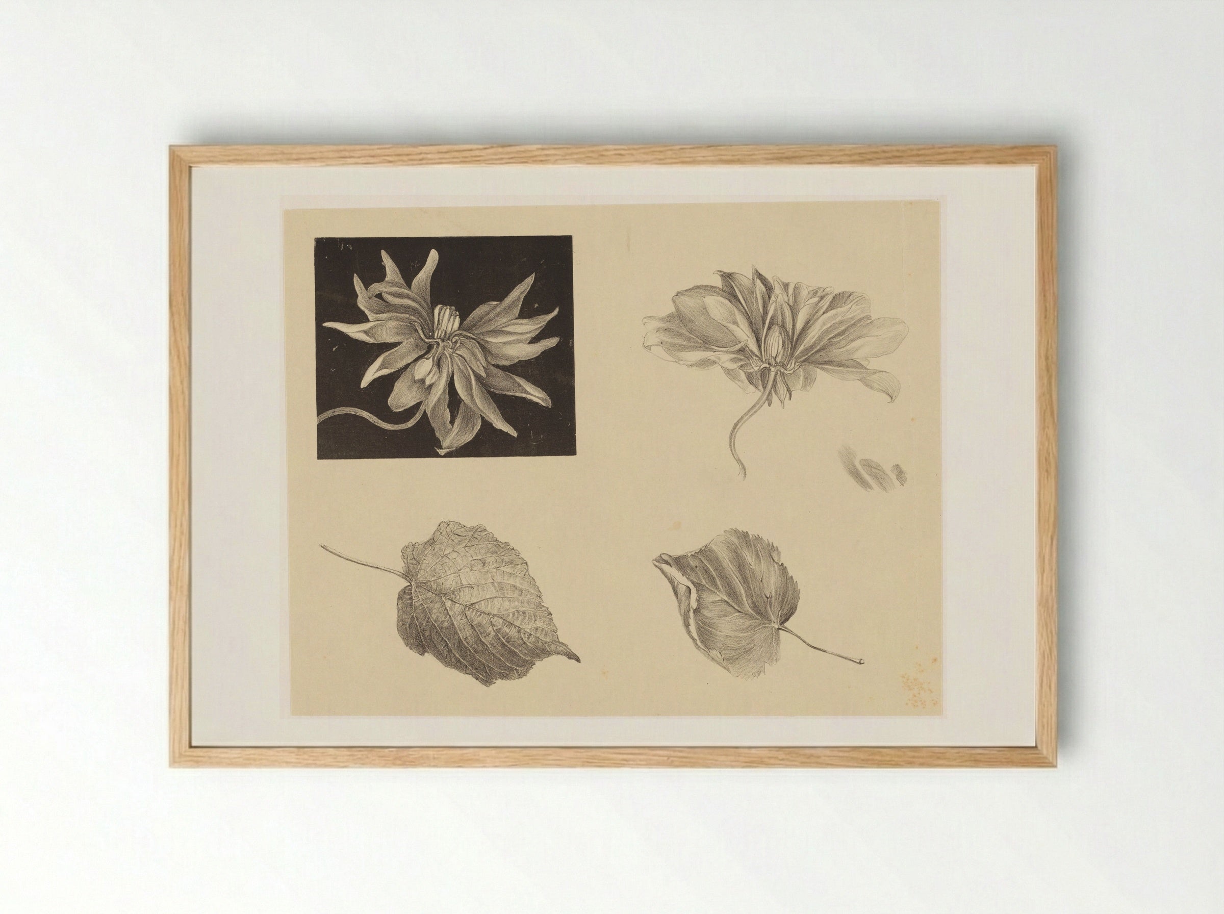 Bloemen en bladeren - Theo van Hoytema - Framed Print Wood