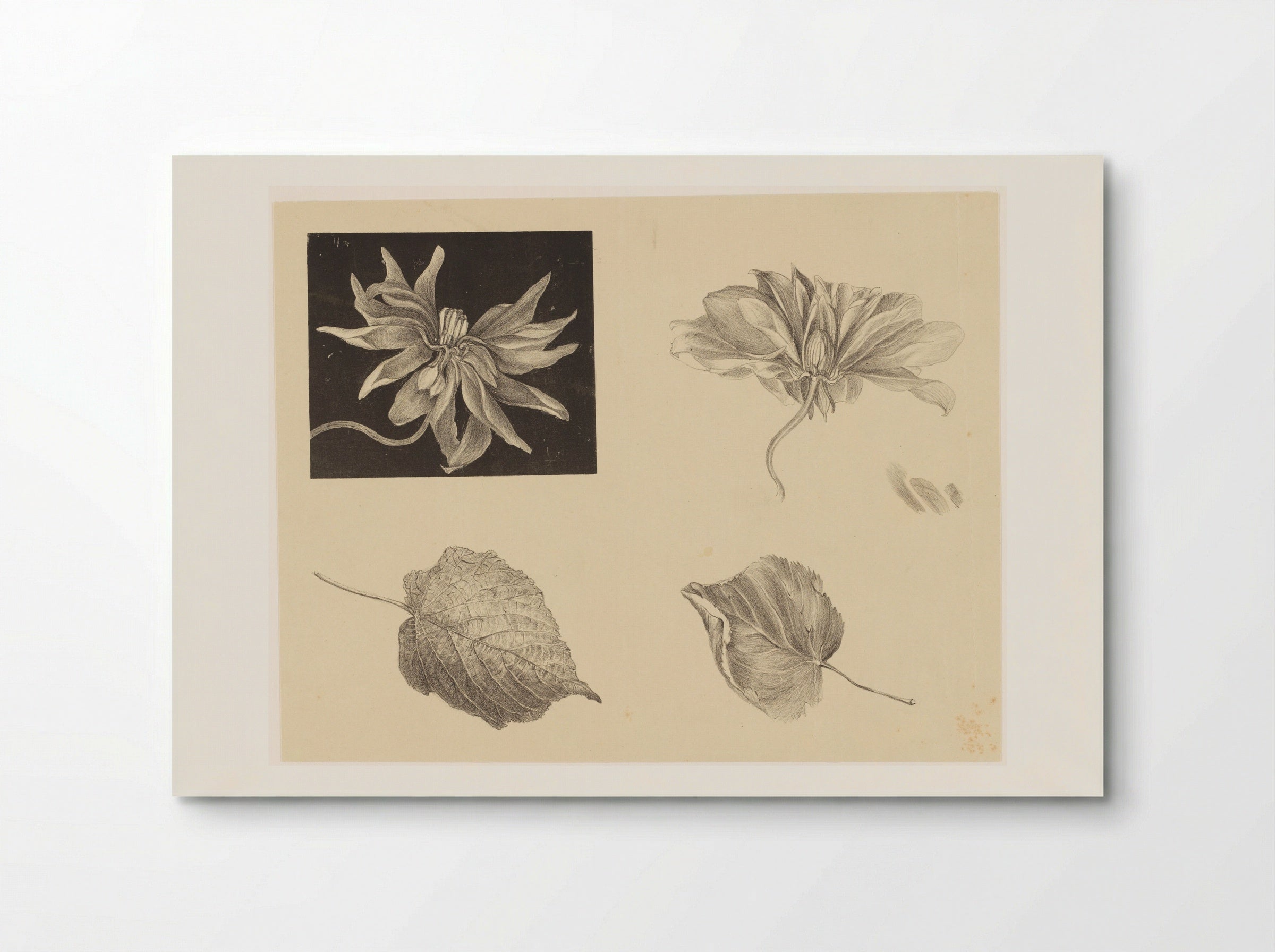 Bloemen en bladeren - Theo van Hoytema - Poster