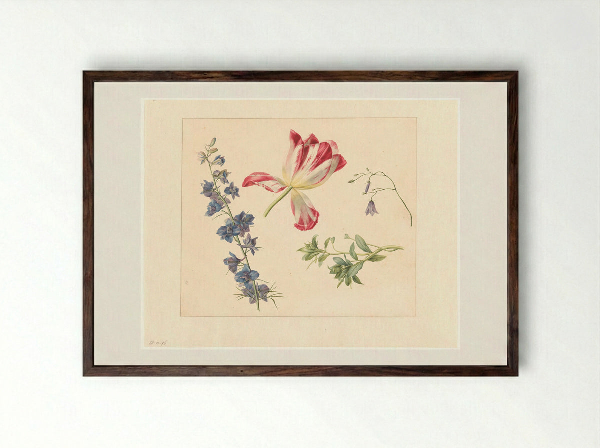Bloemstudies - Albertus Jonas Brandt - Framed Print Dark Wood