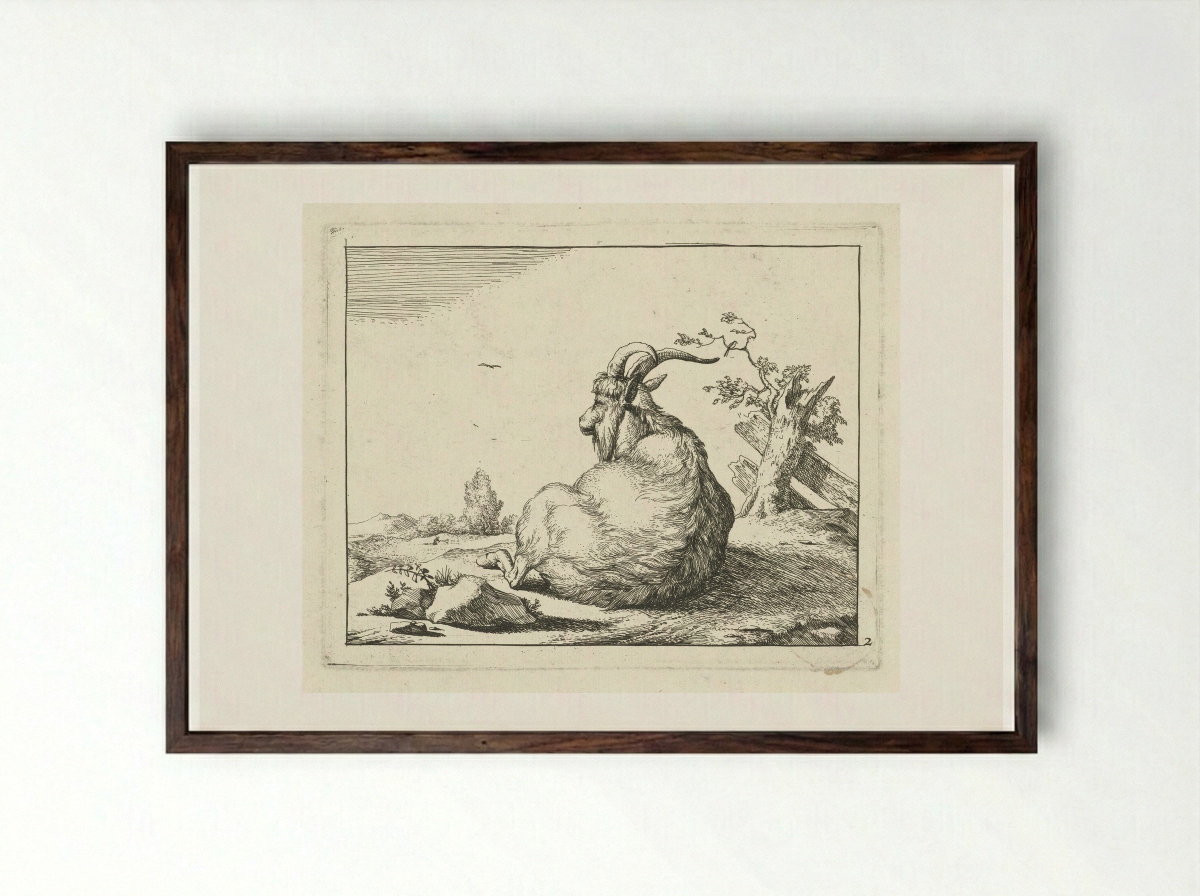 Bok zittend bij omgevallen boom - Marcus de Bye - Framed Print Dark Wood