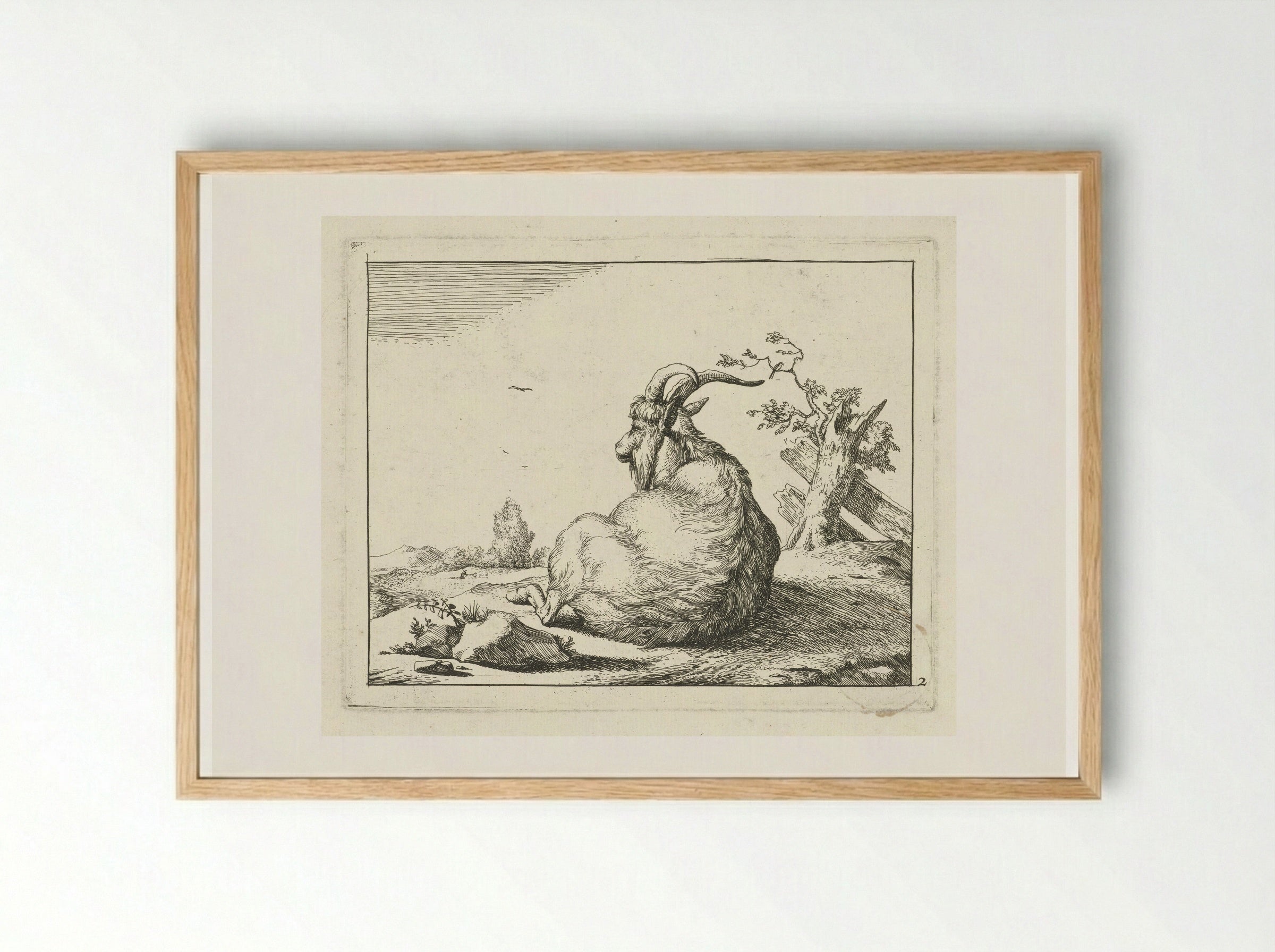 Bok zittend bij omgevallen boom - Marcus de Bye - Framed Print Wood