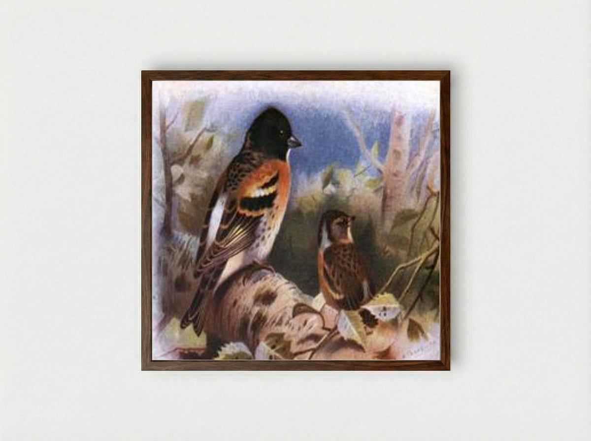 Brambling - Archibald Thorburn - Framed Print Dark Wood