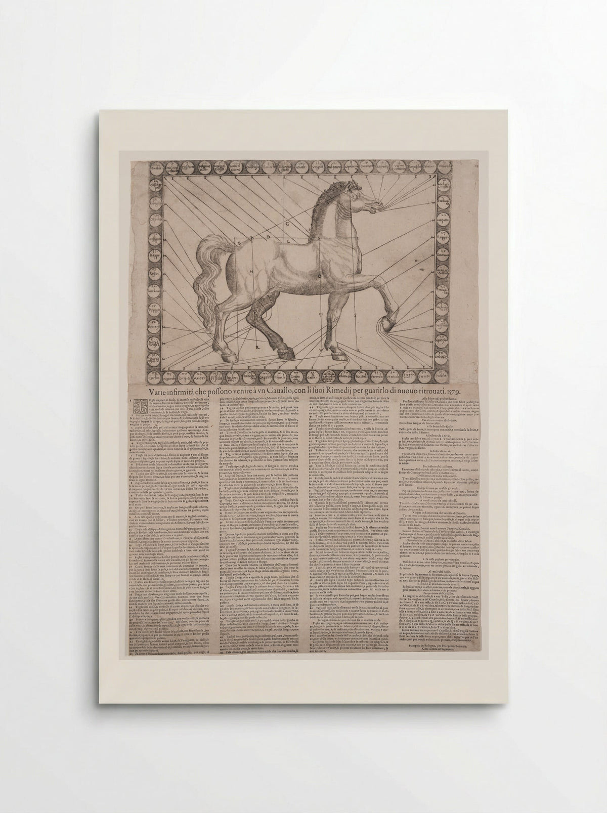 Broadside: Various Infirmities of Horses - Unidentified Artist - Poster
