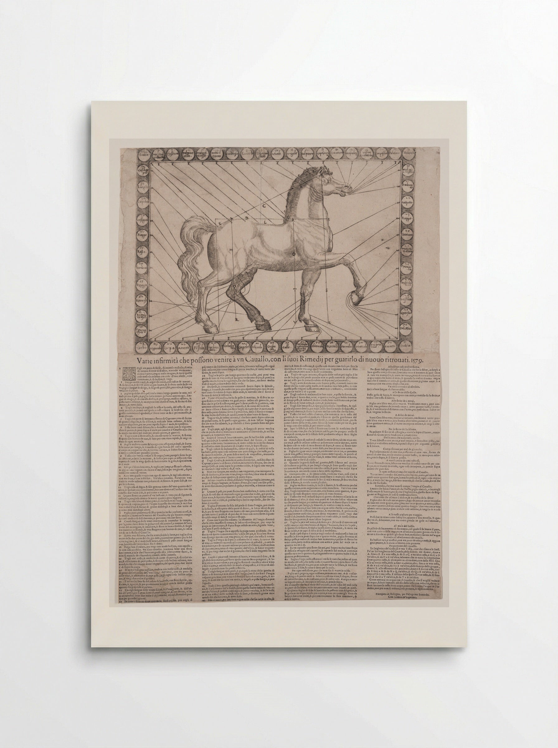 Broadside: Various Infirmities of Horses - Unidentified Artist - Poster