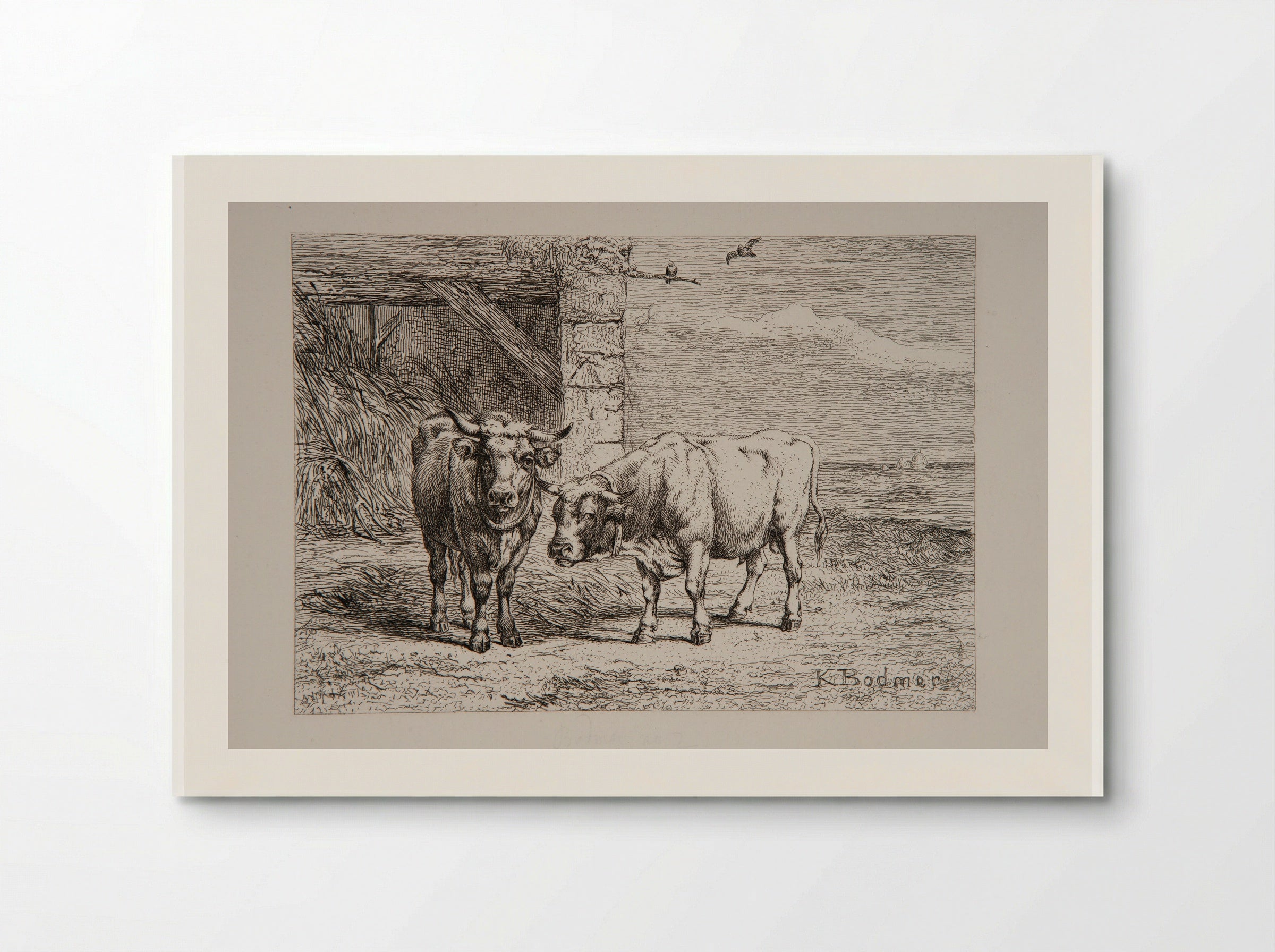 Bull and Cow - Karl Bodmer - Poster