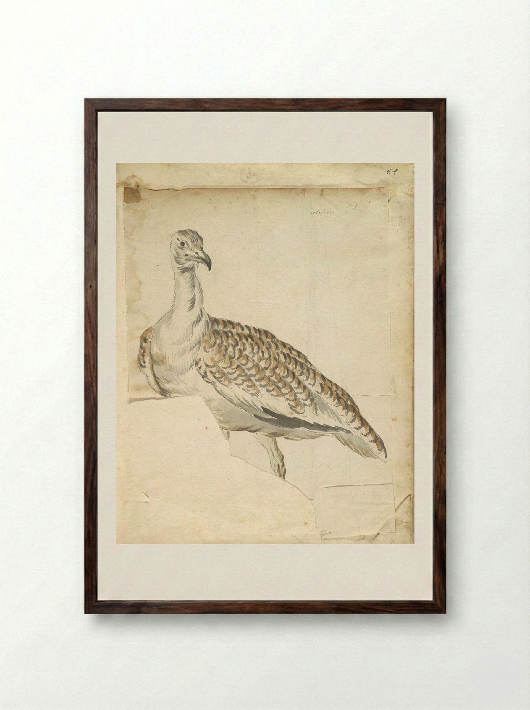 Bustard - Jean-Baptiste Oudry - Framed Print Dark Wood