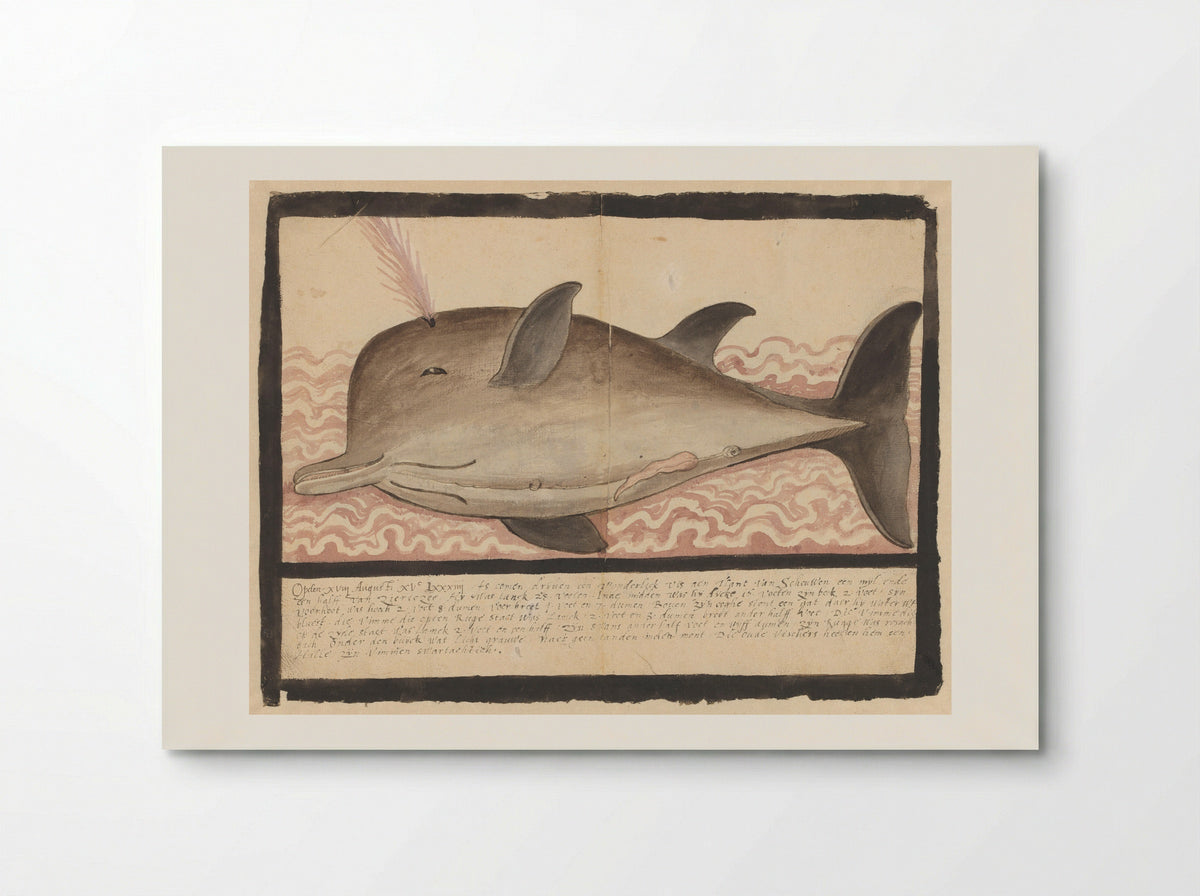 Butskop (Hyperoodon rostratus) - Adriaen Coenen - Poster