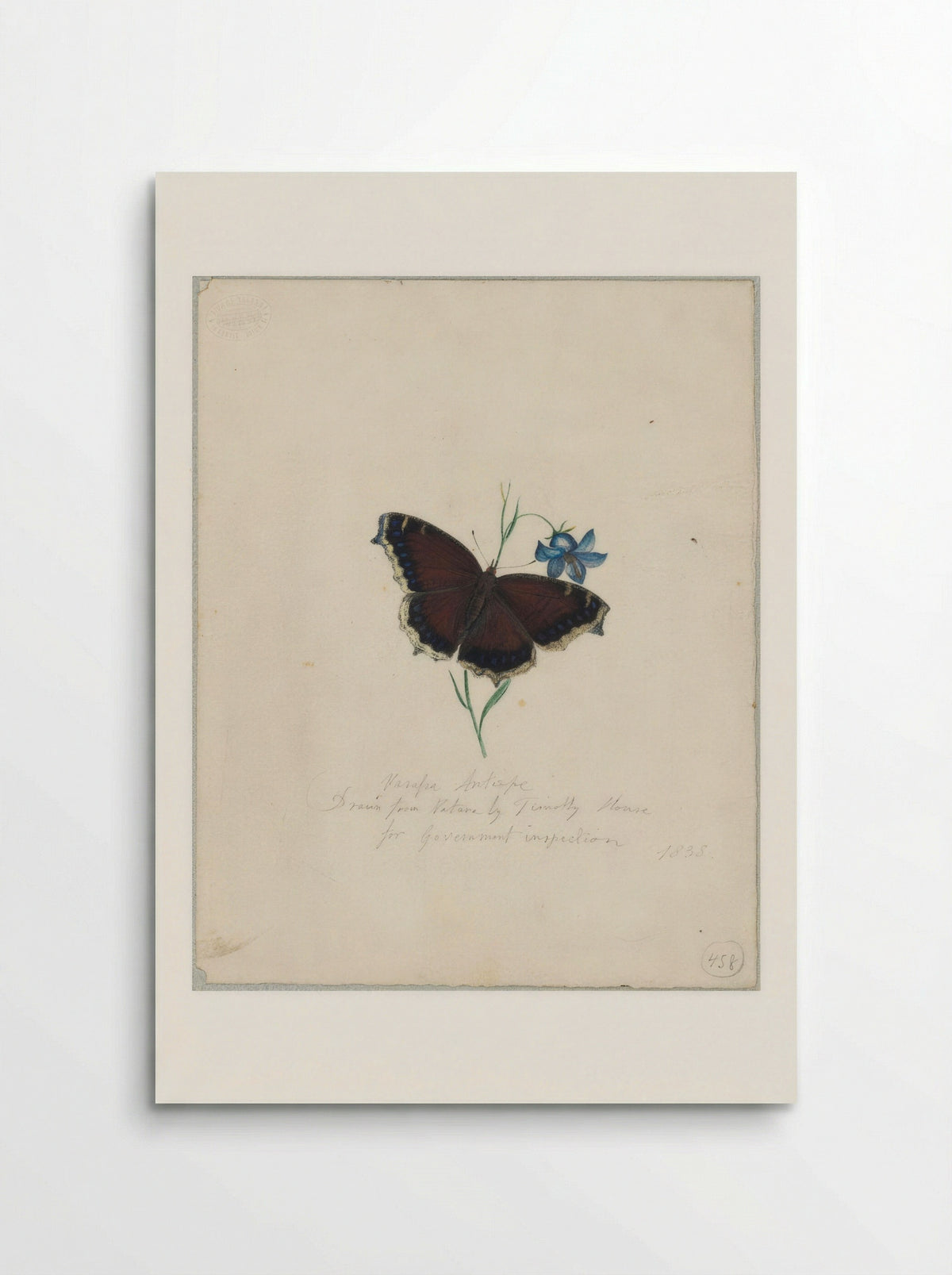 Vanessa antiopa (Mourning Cloak Butterfly) - Timothy House - Poster [HQ 8407e66fa7c8]