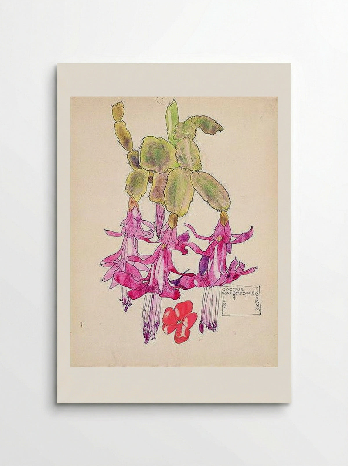 Cactus Flower - Charles Rennie Mackintosh - Poster